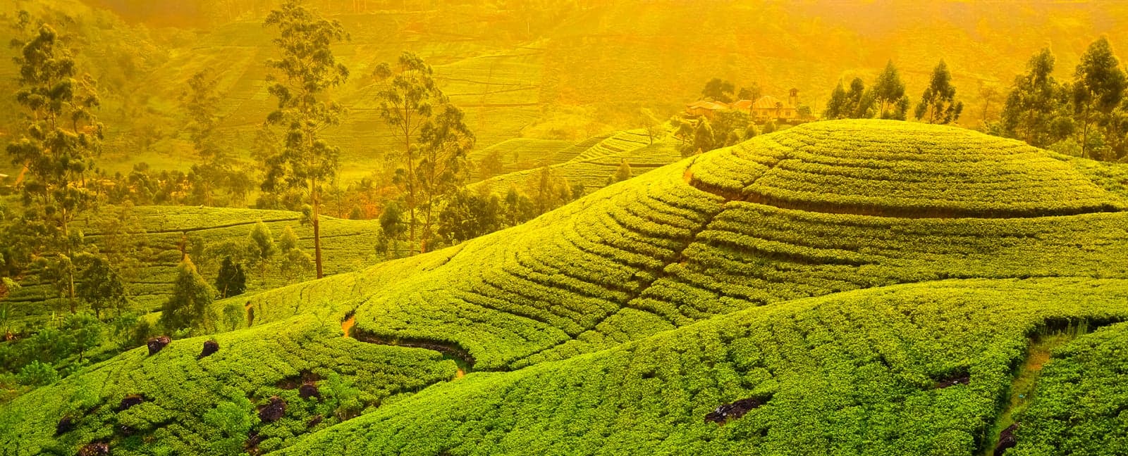 Kandy - Nuwara Eliya