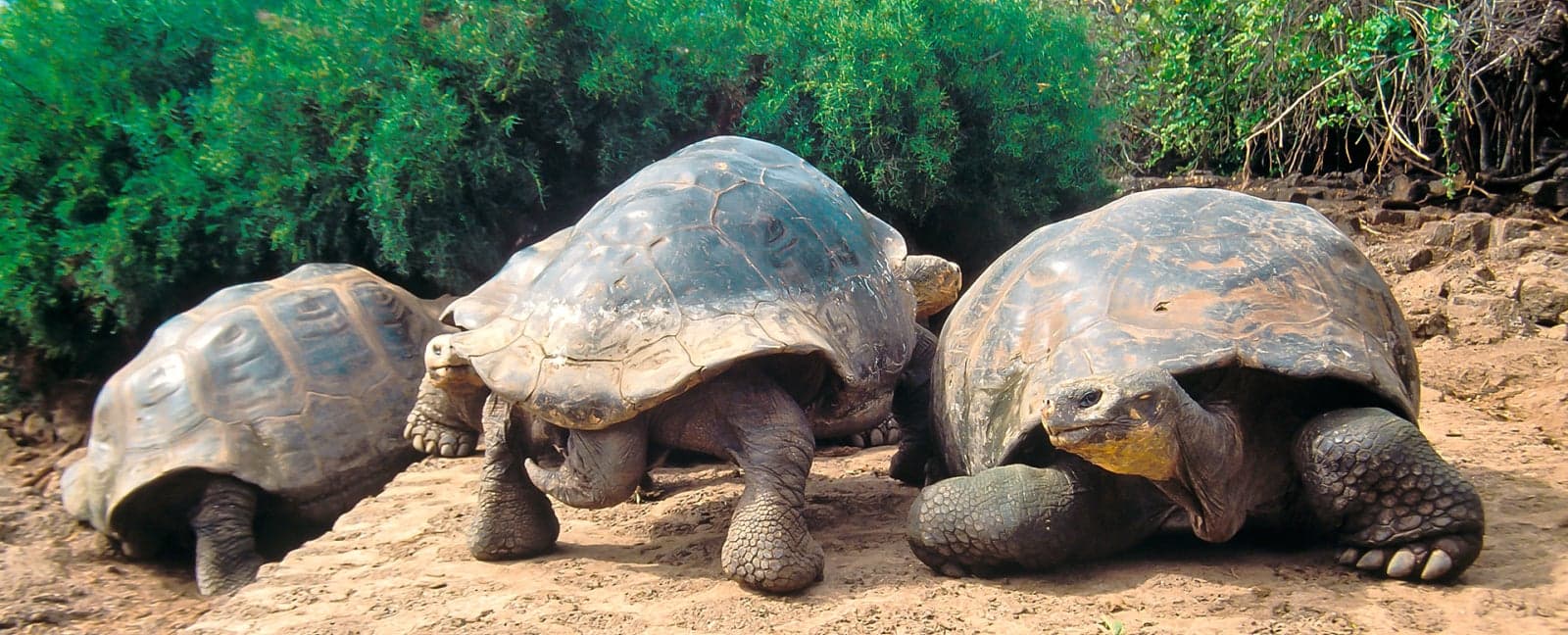 Quito - Isla Santa Cruz, Galápagos