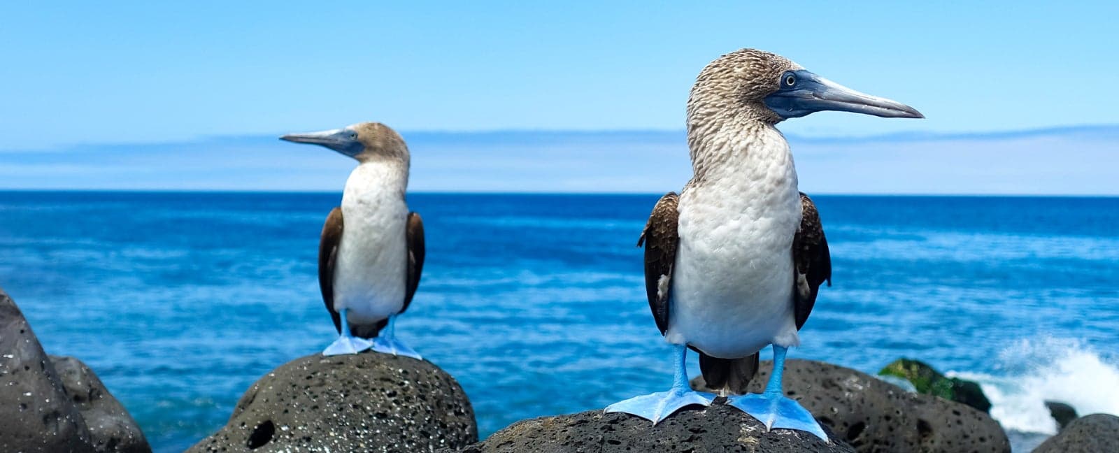 Isla Santa Cruz - Isla Isabela, Galápagos