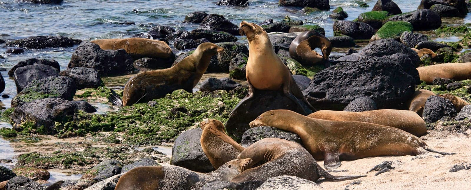 Isla Santa Cruz - Isla San Cristóbal, Galápagos
