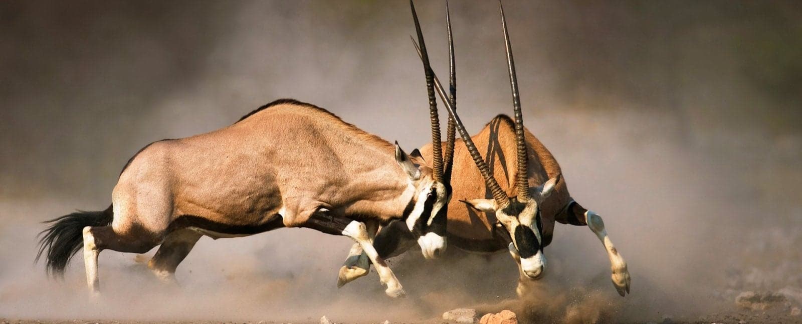 Otjiwarongo - Parque Nacional Etosha