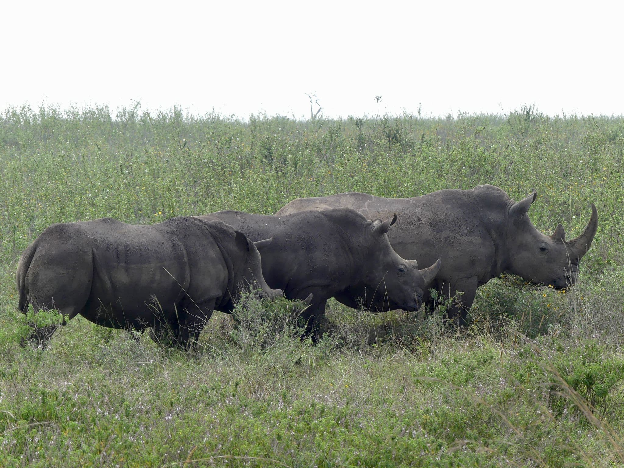 Three rhinoceroses grazing together in Nairobi National Park, Nairobi, Kenya.