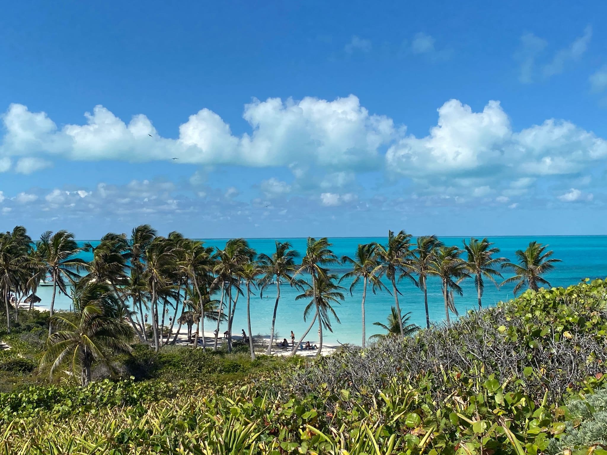 Isla Contoy shoreline with rows of palm trees and turquoise water, people on the beach during a day trip, Quintana Roo, Mexico.