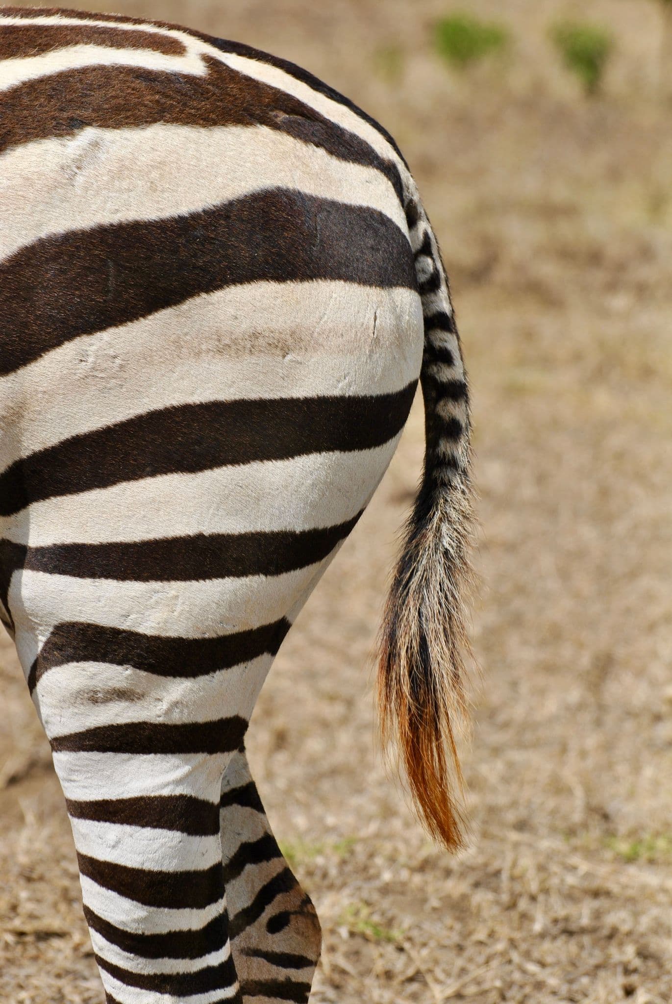 Zebra hindquarters and striped tail standing on dry grass in Kenya.