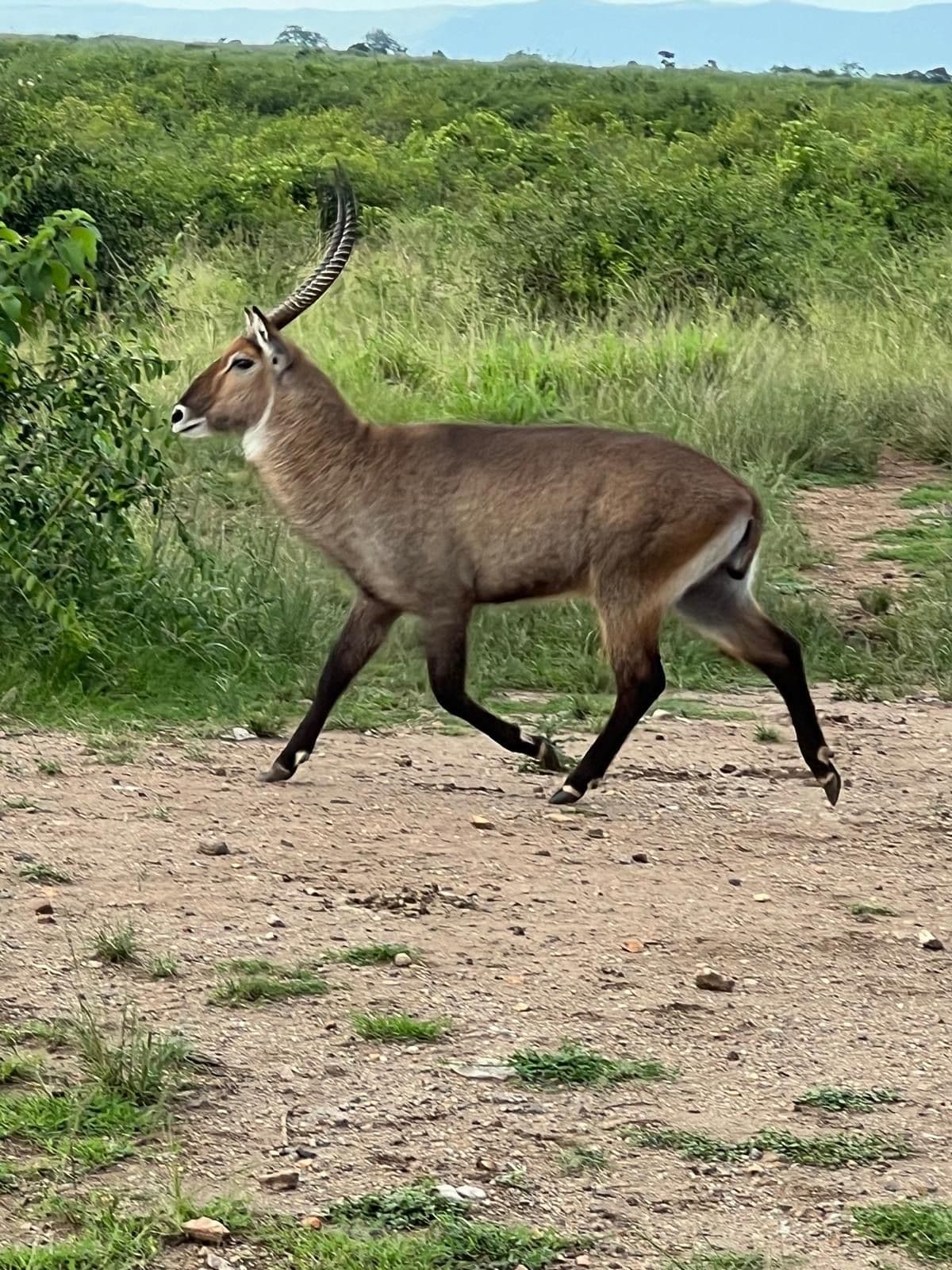 Waterbuck walking across a dirt track with green savanna vegetation, Uganda.
