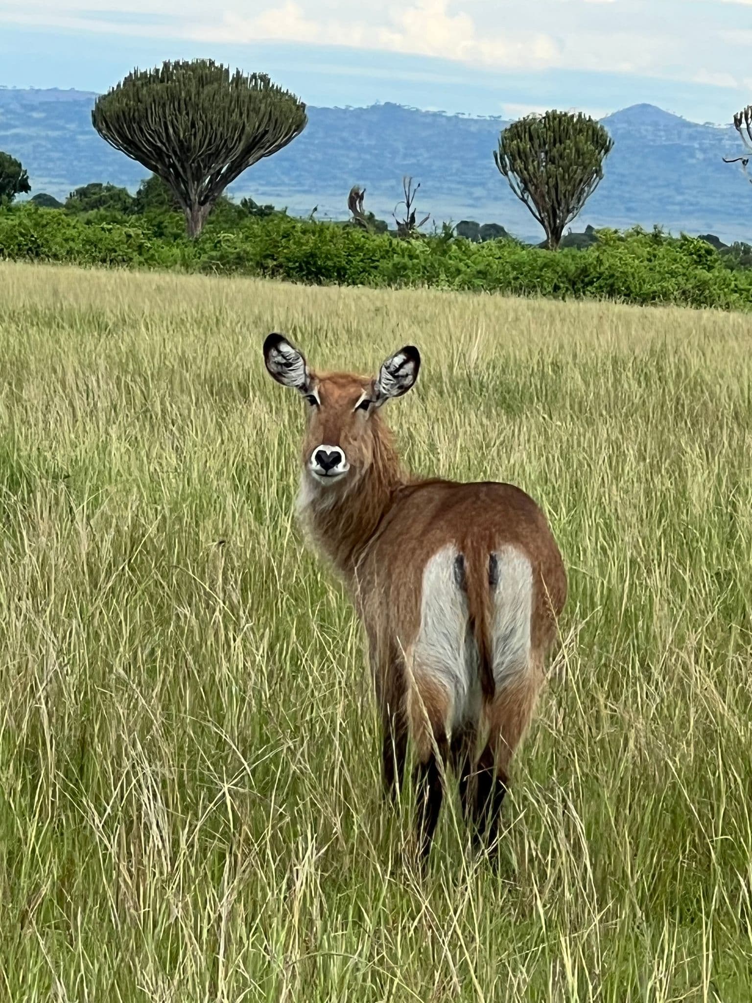Waterbuck standing in tall savanna grass with umbrella-shaped trees and distant hills, Uganda.