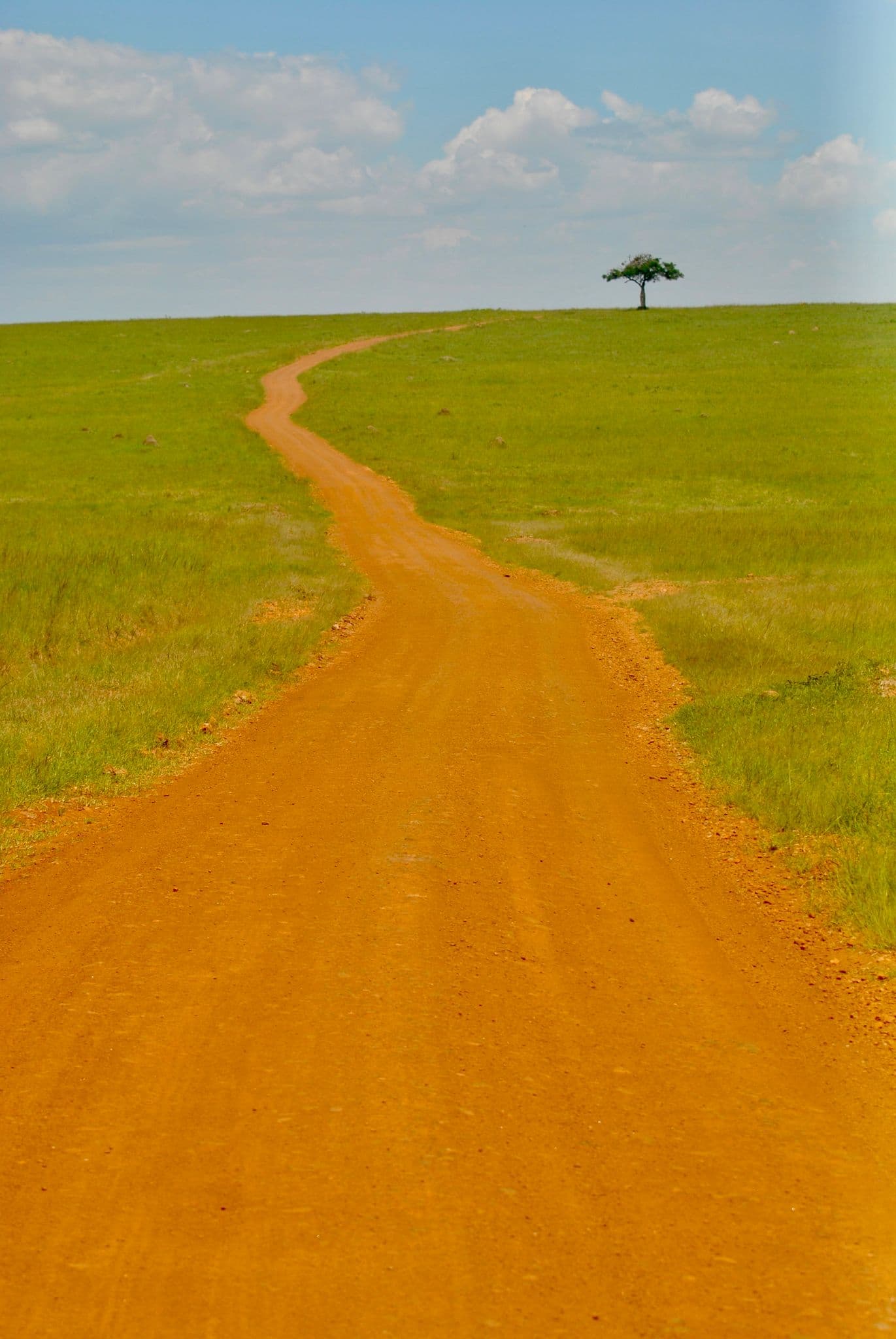 Dirt track winding through grassland toward a lone tree on the horizon in Maasai Mara, Kenya.
