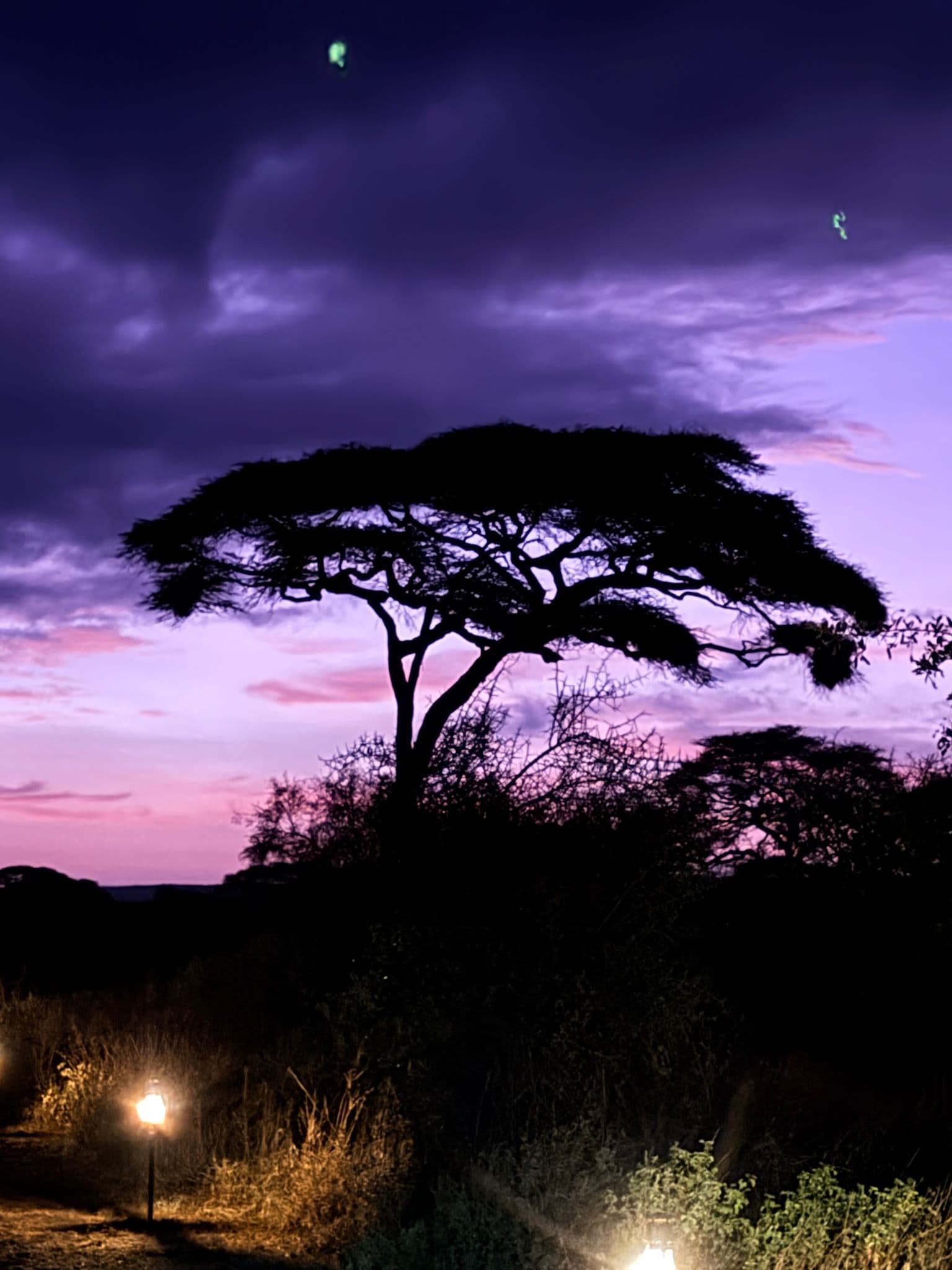 Flat-topped acacia tree silhouetted against a purple dawn sky in the Kenyan savanna, with lit pathway lanterns in the foreground.