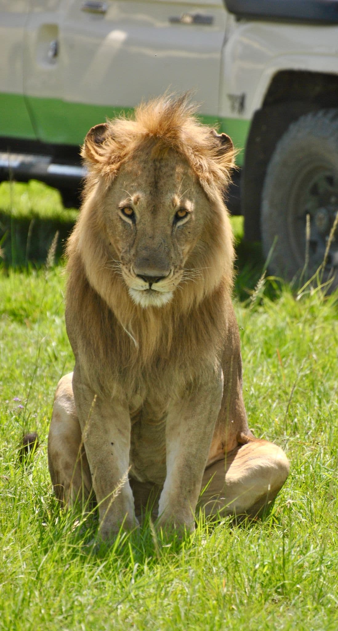 Lion sitting in tall grass looking toward the camera with a safari vehicle visible behind in Maasai Mara National Reserve, Kenya.