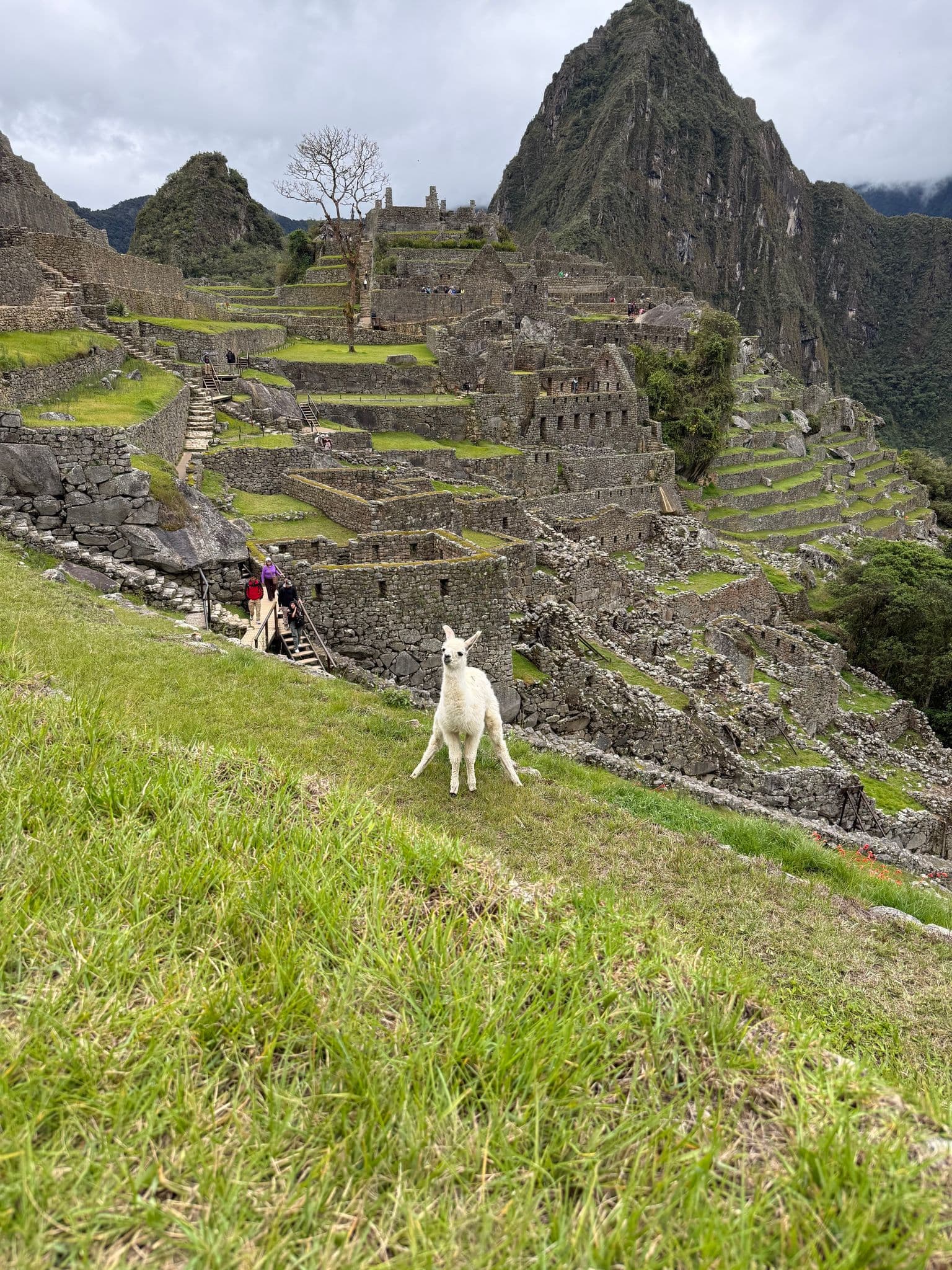 Machu Picchu terraces and Huayna Picchu with a white alpaca standing on the grass, Cusco, Peru.