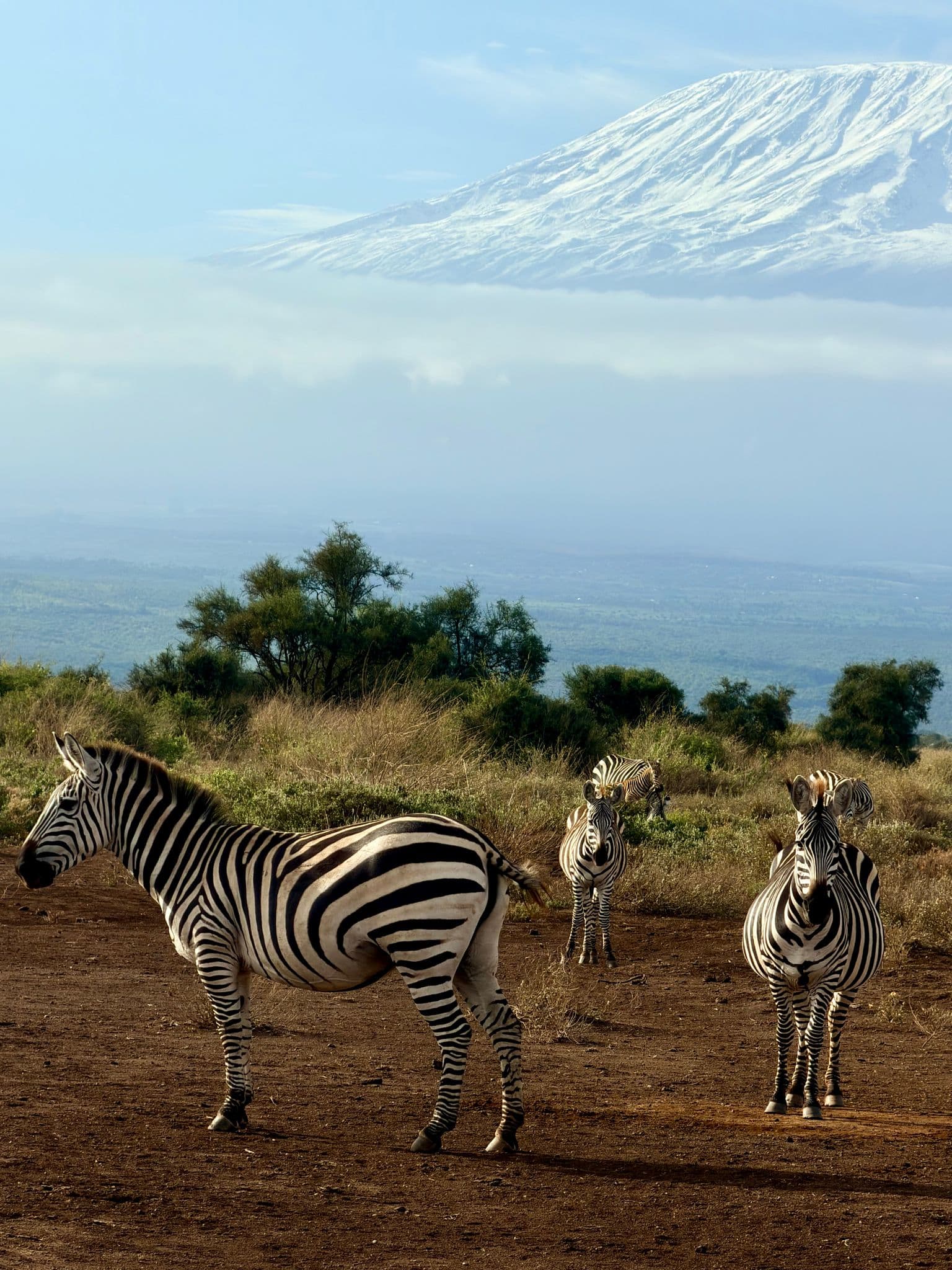 Zebras standing on a dry plain with Mount Kilimanjaro visible above the clouds, view from Amboseli National Park, Kenya.