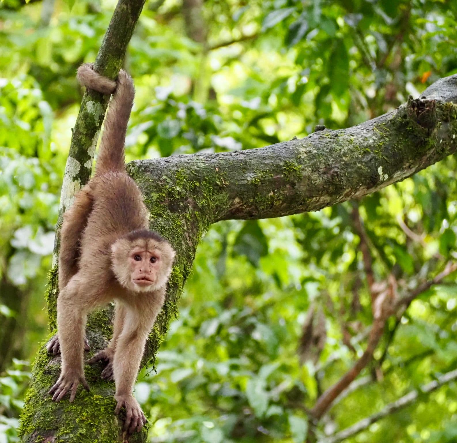 A monkey clinging to a moss-covered tree branch on Monkey Island, Amazon, Brazil.