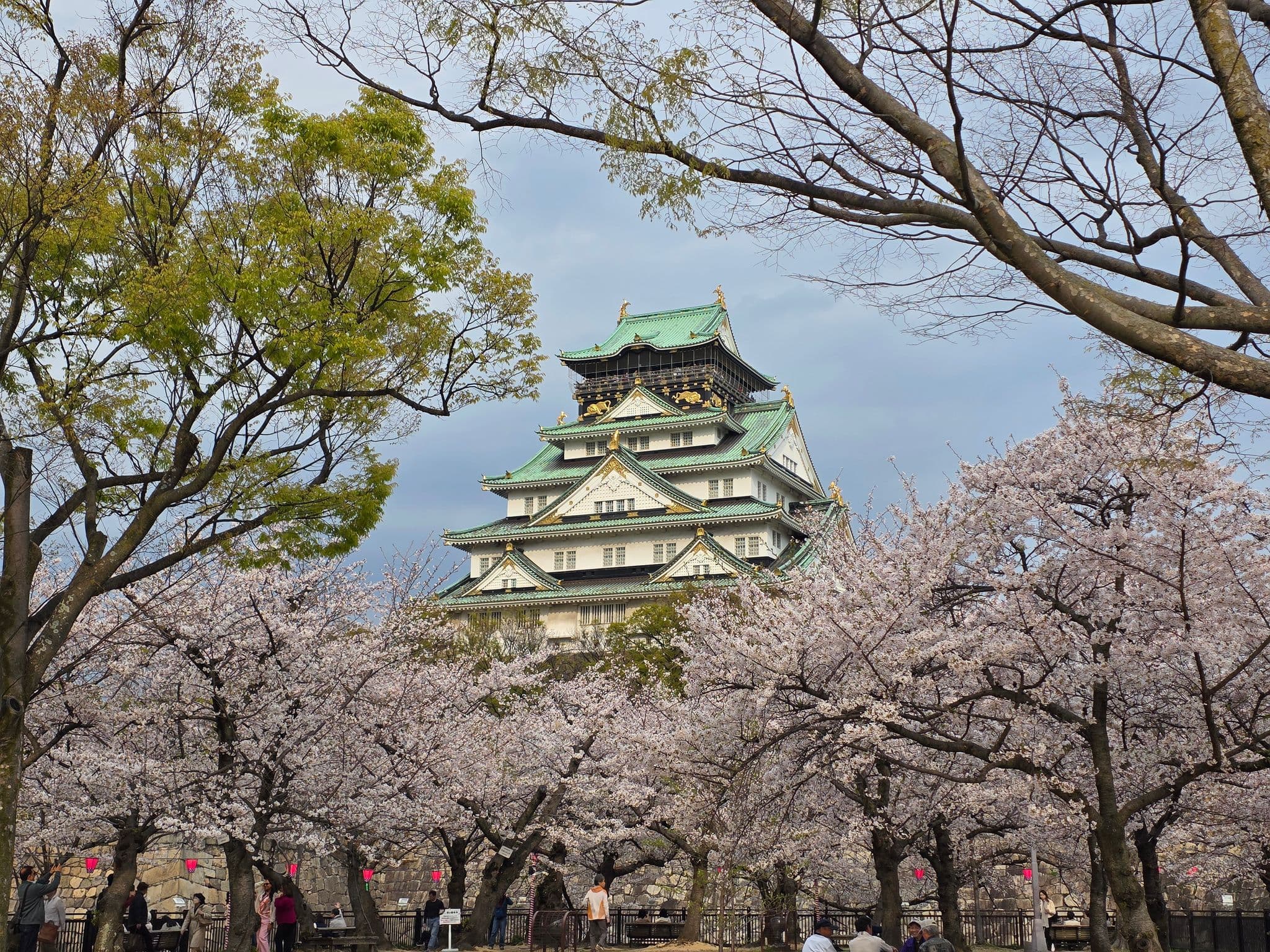Osaka Castle framed by blooming cherry blossoms with people strolling beneath the trees, Osaka, Japan.