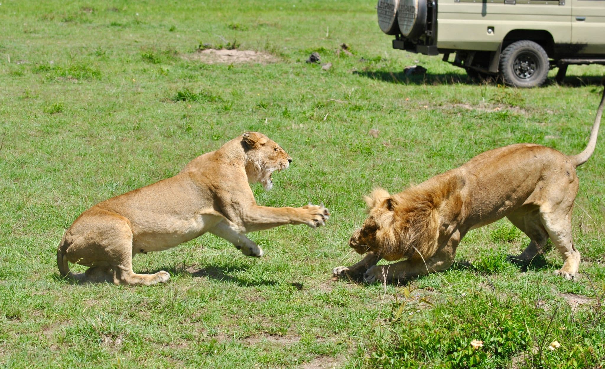 Two lions sparring on grassy plains near a safari vehicle in Maasai Mara National Reserve, Kenya.