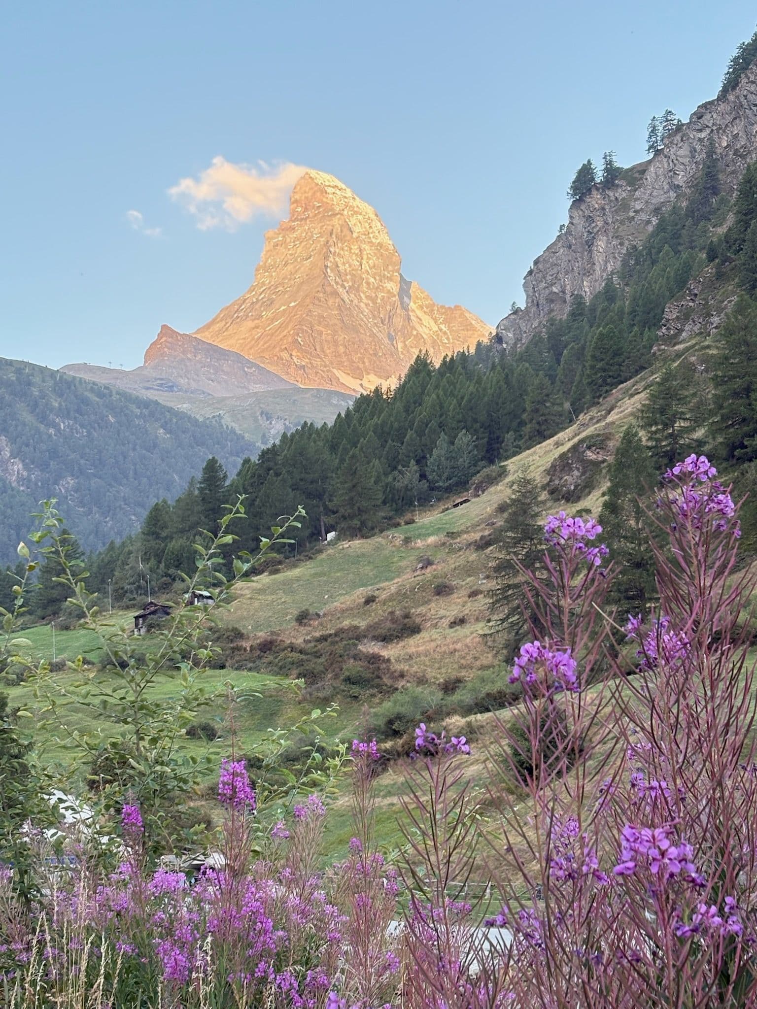 Matterhorn at sunrise with purple wildflowers in the foreground near Zermatt, Switzerland.
