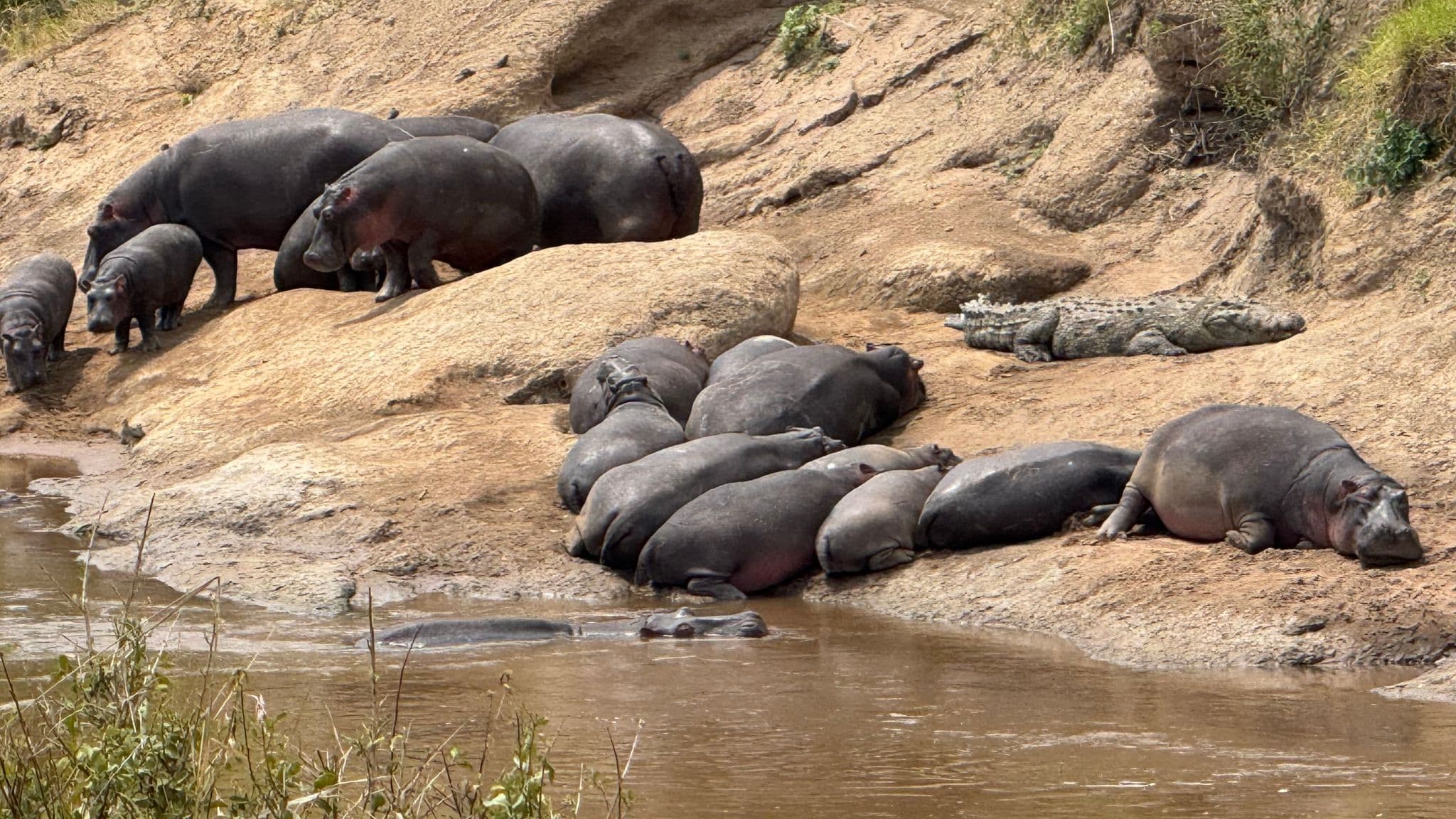 A group of hippos and a crocodile resting on a sandy riverbank along the Mara River in Masai Mara, Kenya.