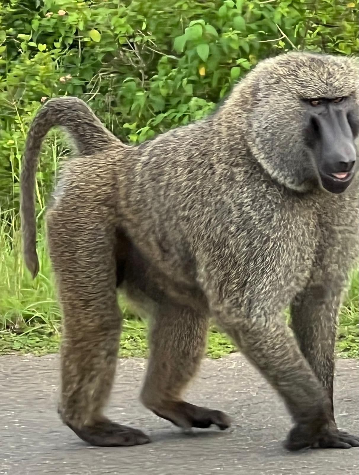 Olive baboon walking on a paved road with green roadside vegetation in Uganda.