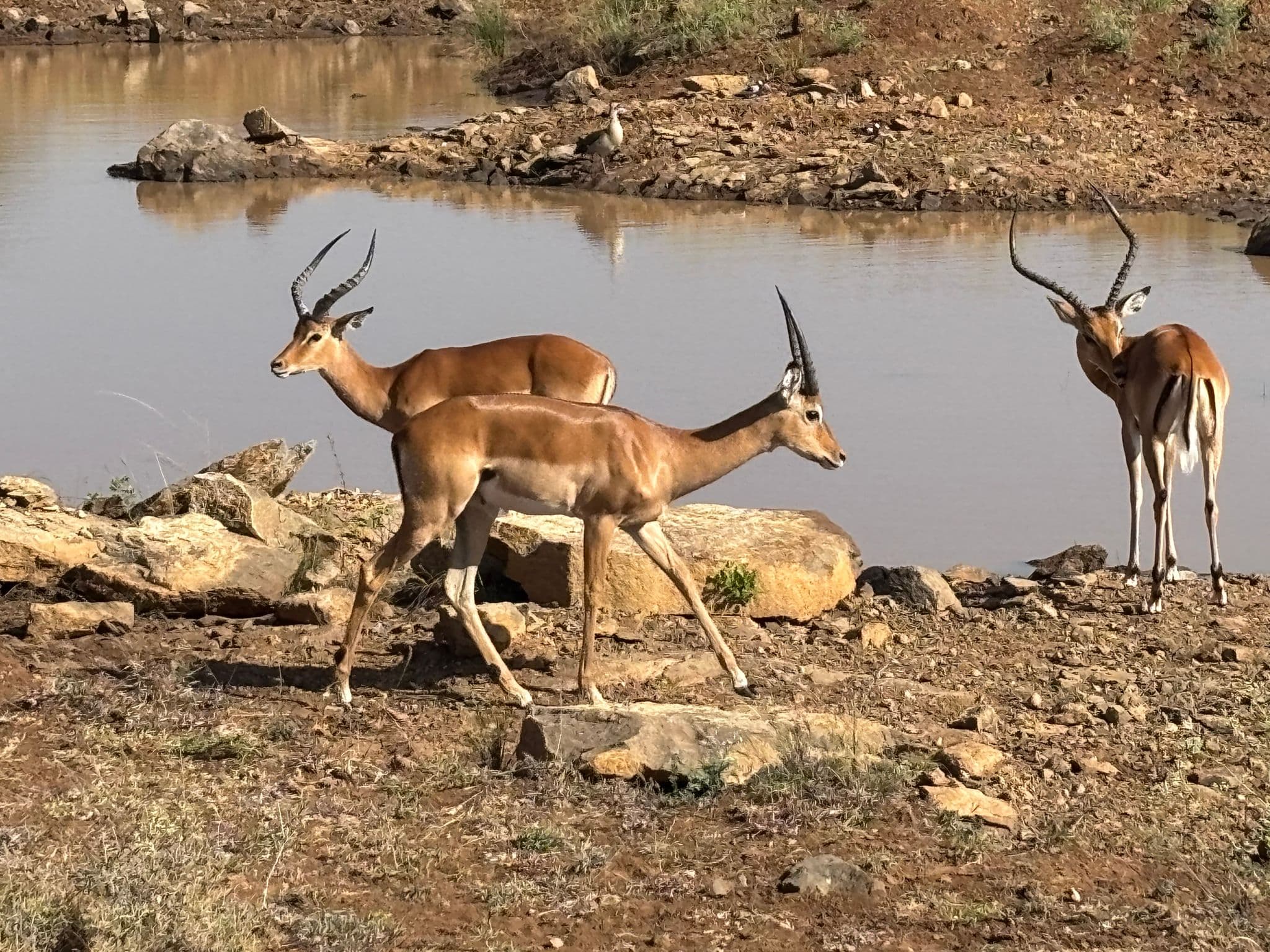 Three antelopes walking beside a rocky watering hole at Nairobi National Park, Nairobi, Kenya.
