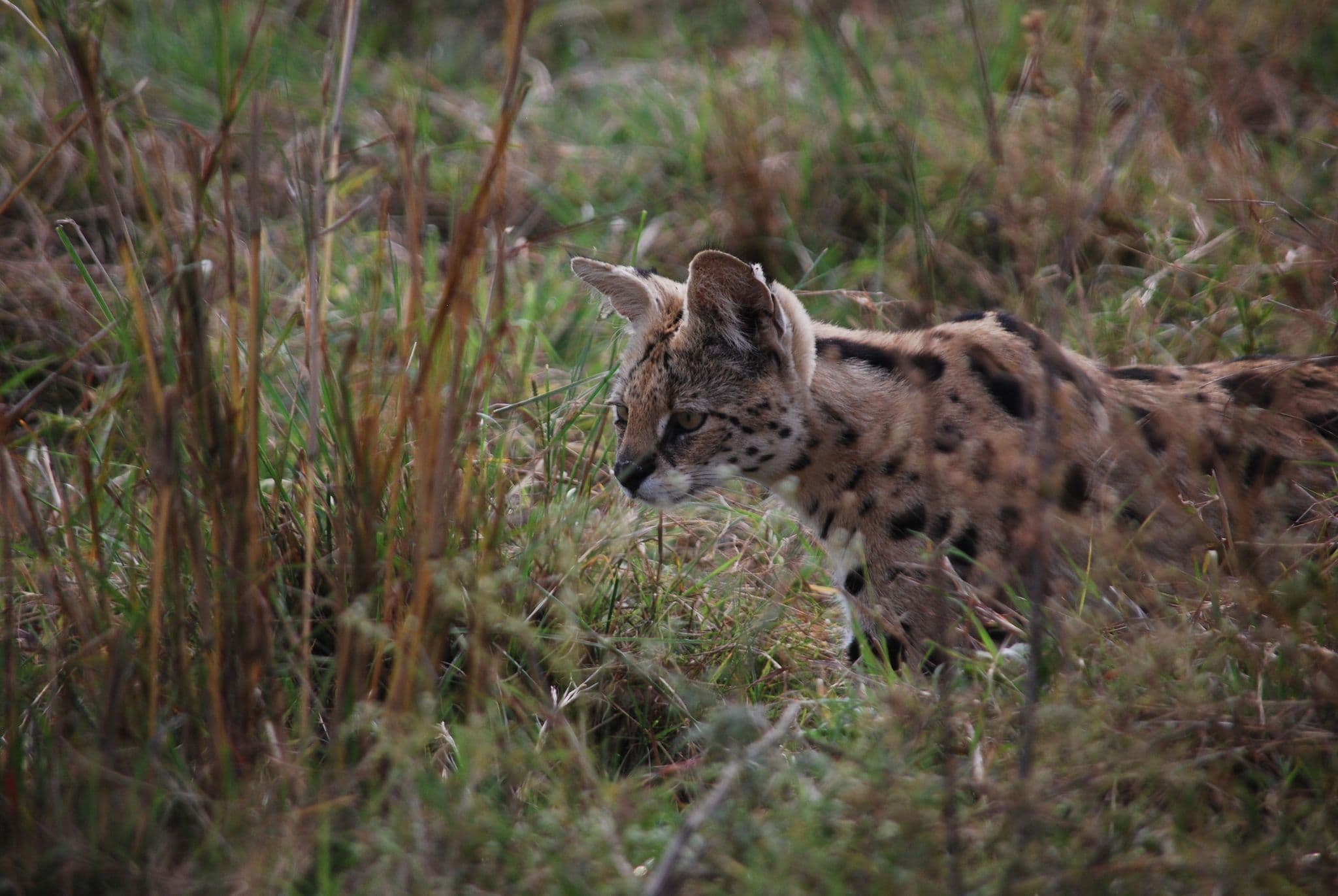Spotted serval crouched in tall grass, moving through a savanna-like field.