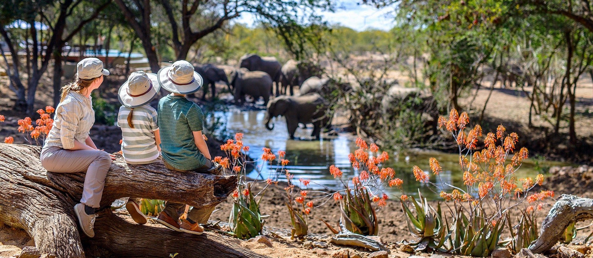 Family: Safari, Beaches & Table Mountain