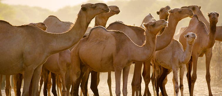 Derby de chameaux à Maralal