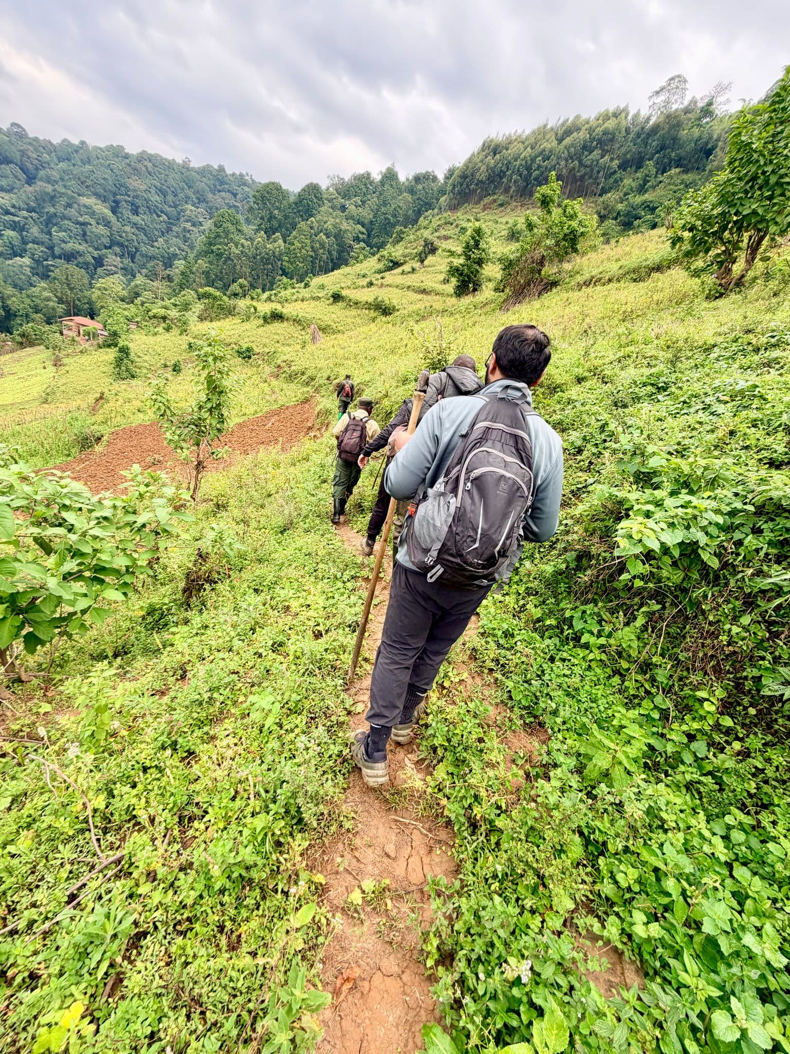 Hikers walking a narrow trail through the forested hills of Bwindi Impenetrable Forest, Uganda during a gorilla-trekking trip.