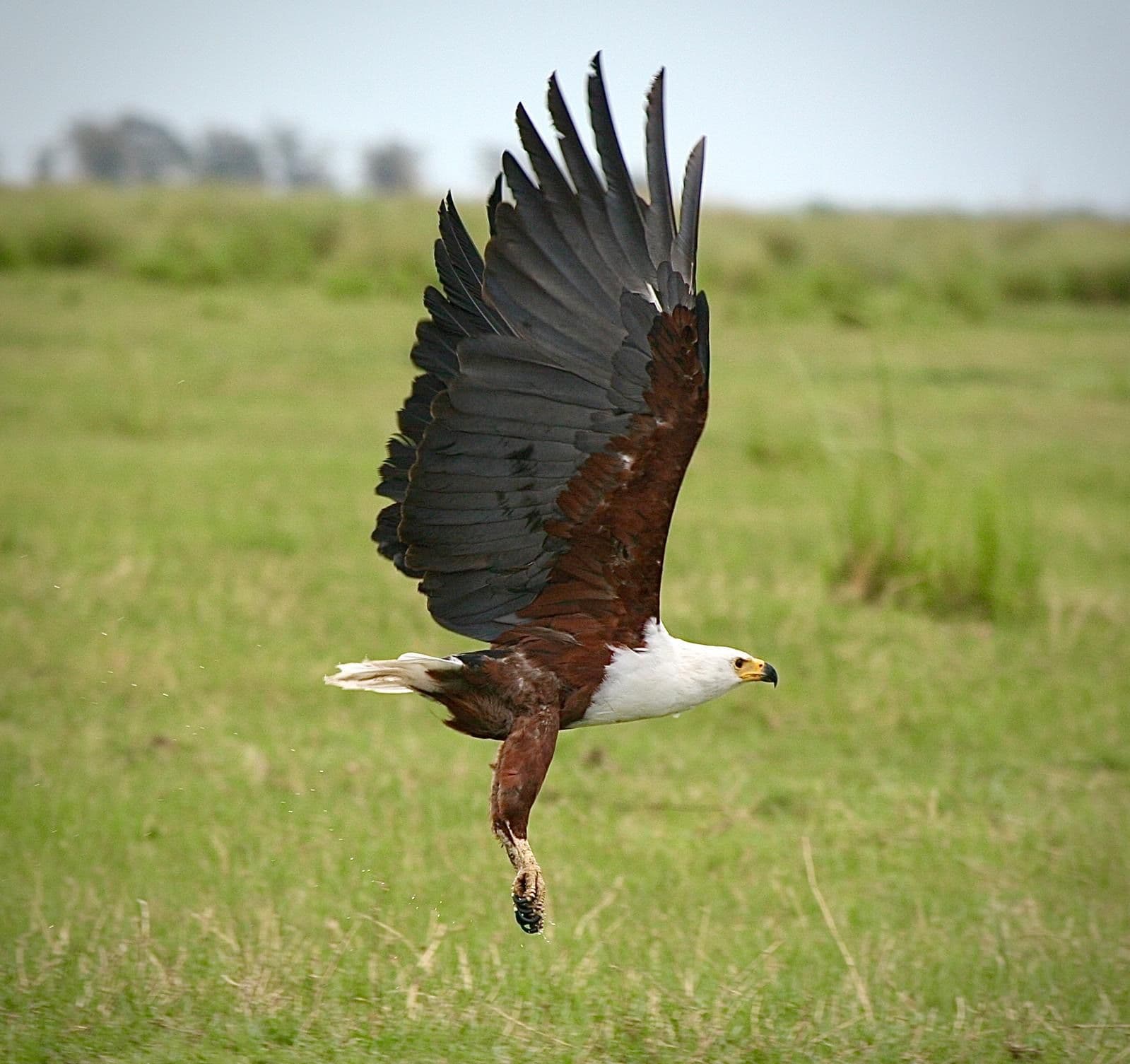 African fish eagle flying low over grassy plains in Botswana on a wildlife trip.