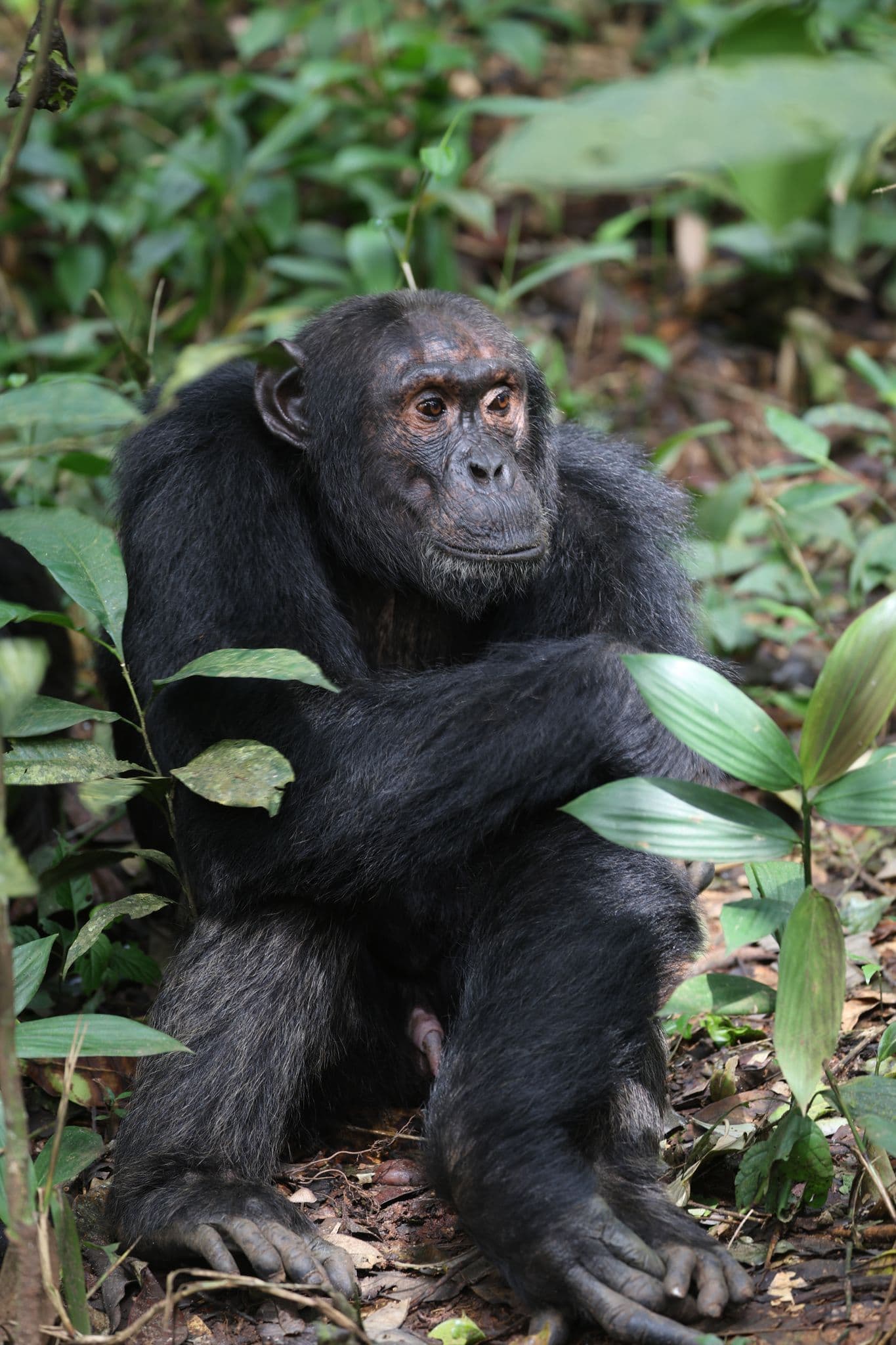 Chimpanzee sitting among leafy forest undergrowth in Uganda during a trip.