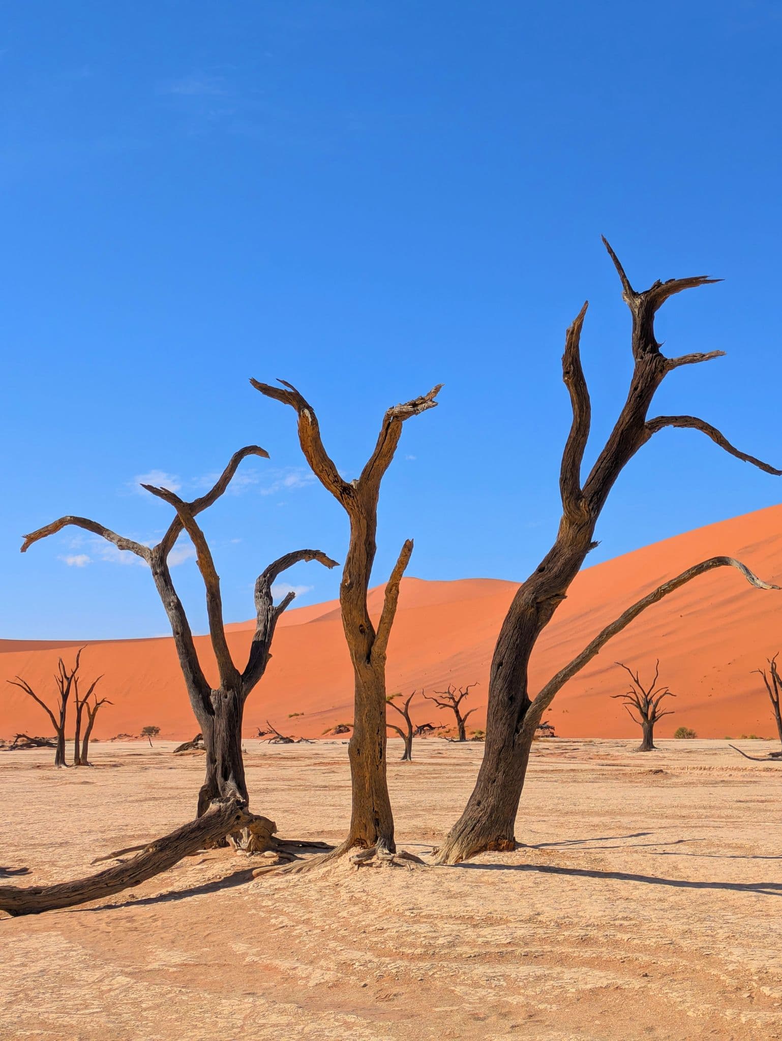 Deadvlei clay pan with dark, dead camelthorn trees set before orange sand dunes in the Namib Desert, Namibia.