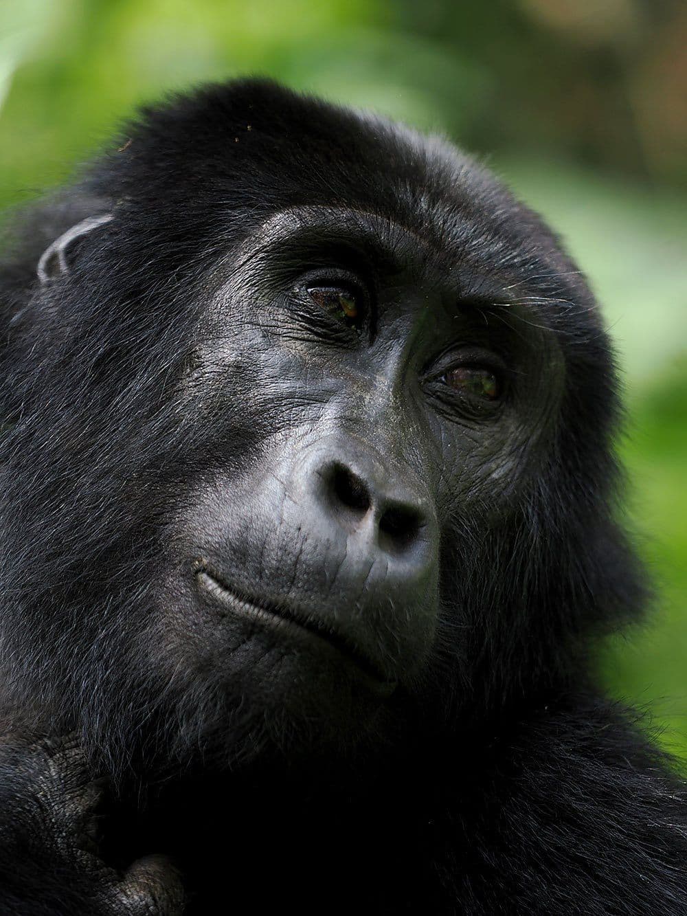 Close-up of a mountain gorilla's face in dense green forest, Bwindi Impenetrable National Park, Uganda.