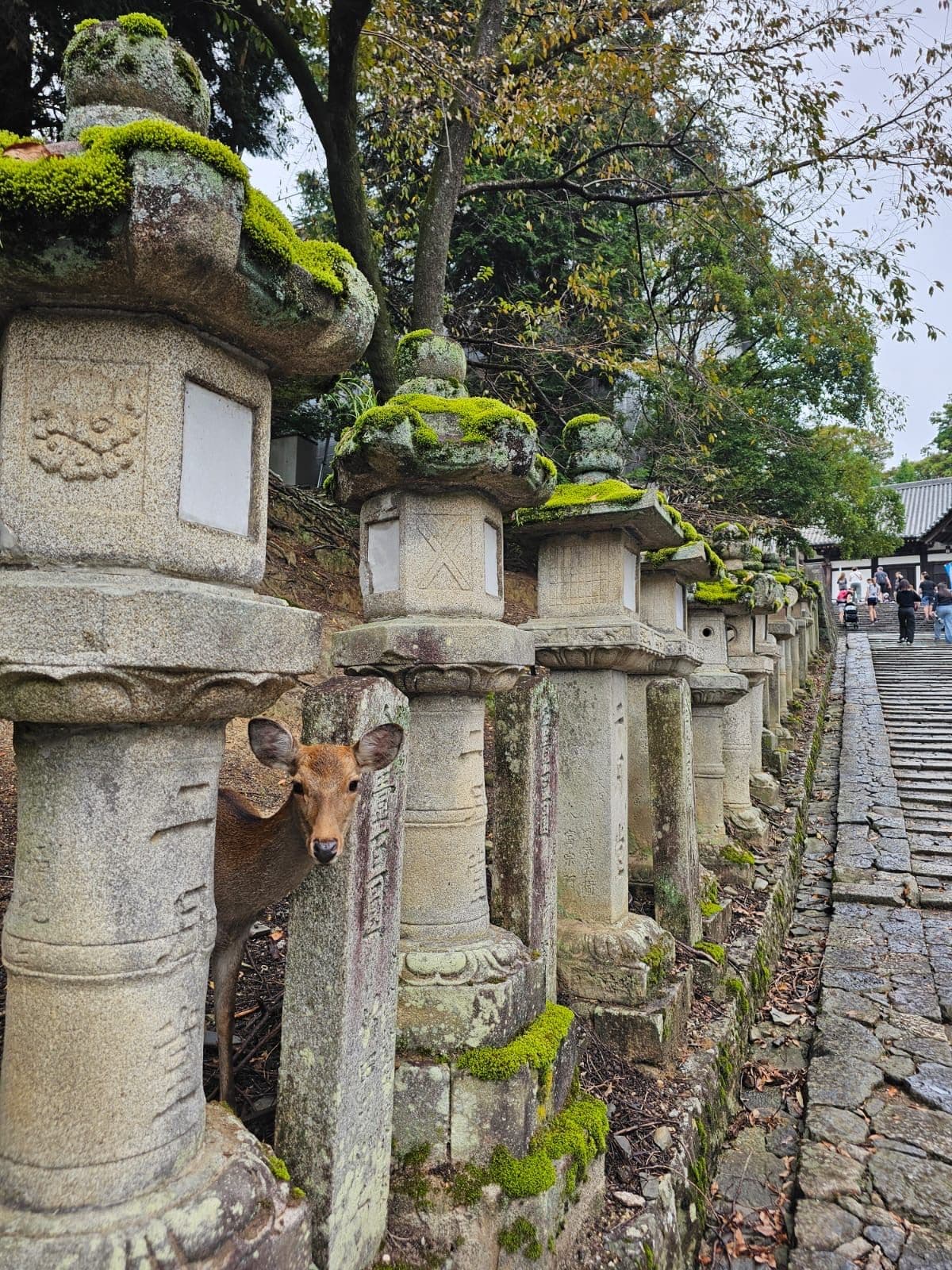 Stone lanterns at Kasuga Taisha in Nara, Japan with a deer peeking through the columns along a mossy stone path.