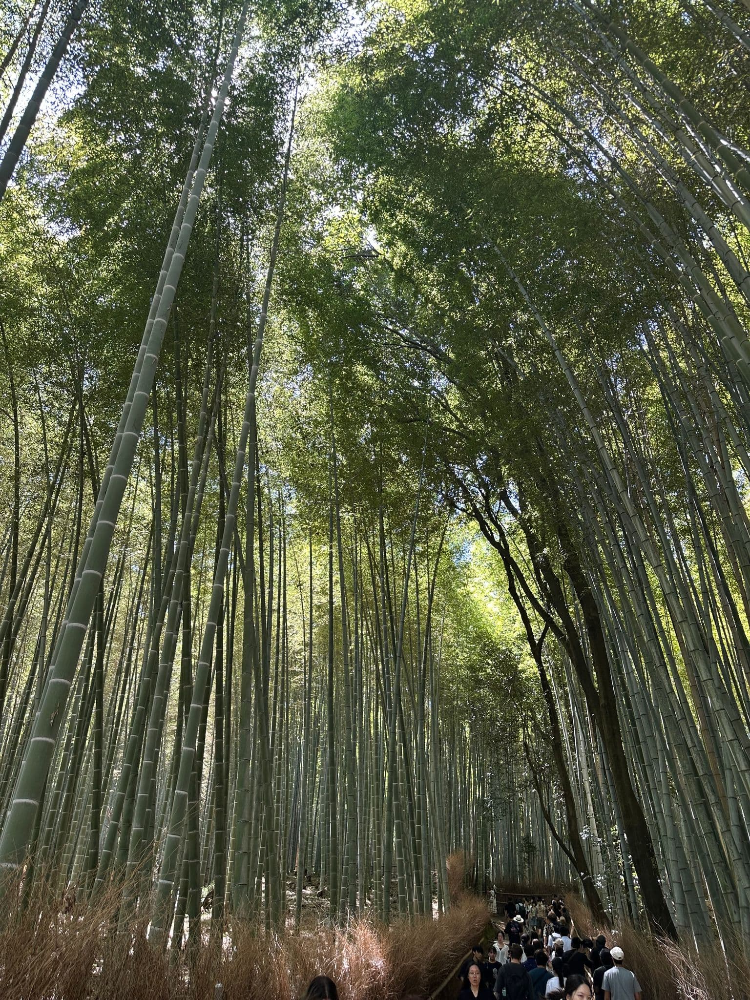 Sagano (Arashiyama) bamboo grove with tall stalks and a crowded walking path of travelers in Kyoto, Japan.
