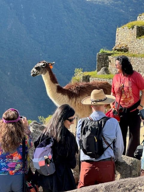 Llama standing on the stone terraces of Machu Picchu, Cusco region, Peru, as tourists look on and take photos.