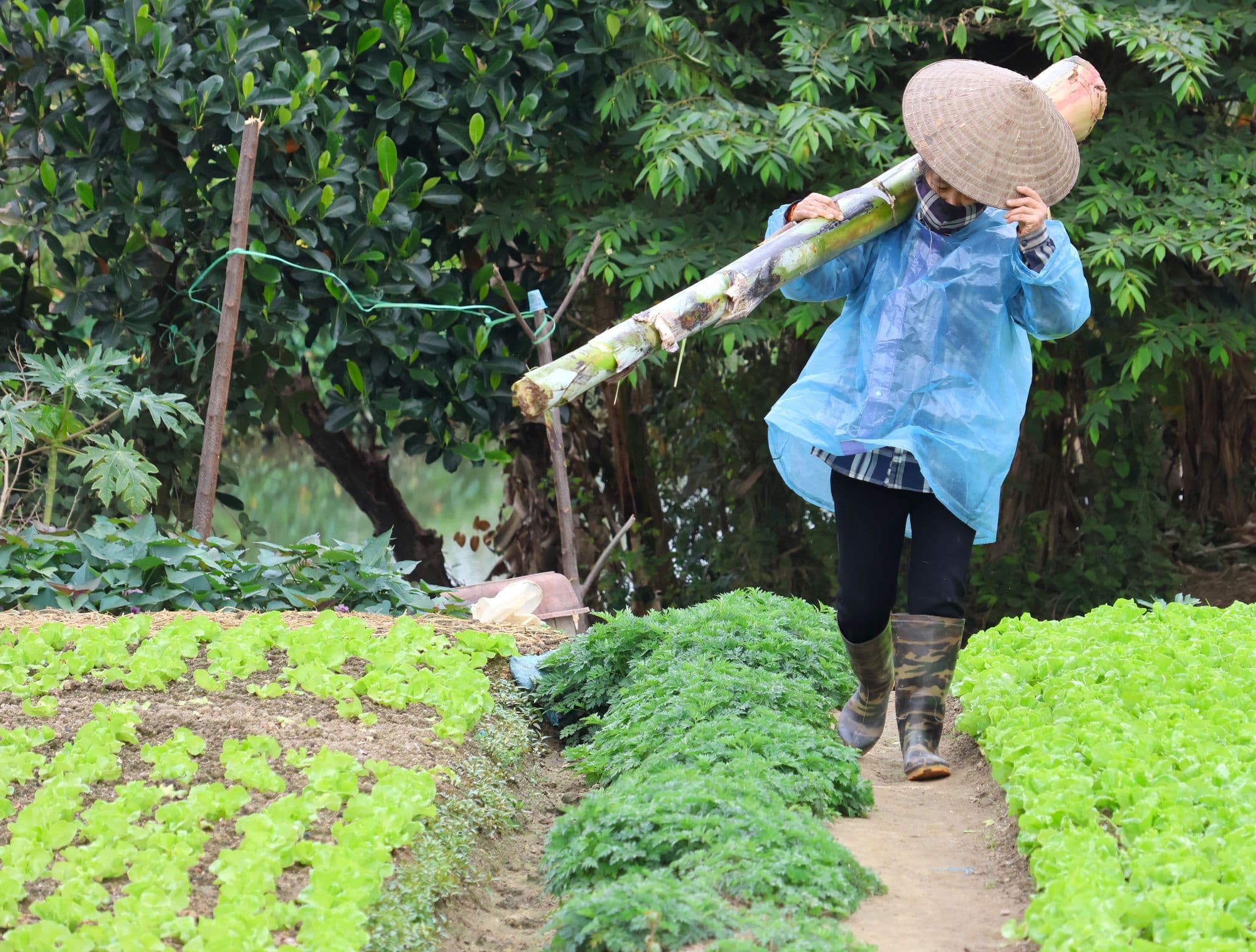 Worker carrying a bamboo pole along a path between lettuce beds in a rural village near Phnom Penh, Cambodia.