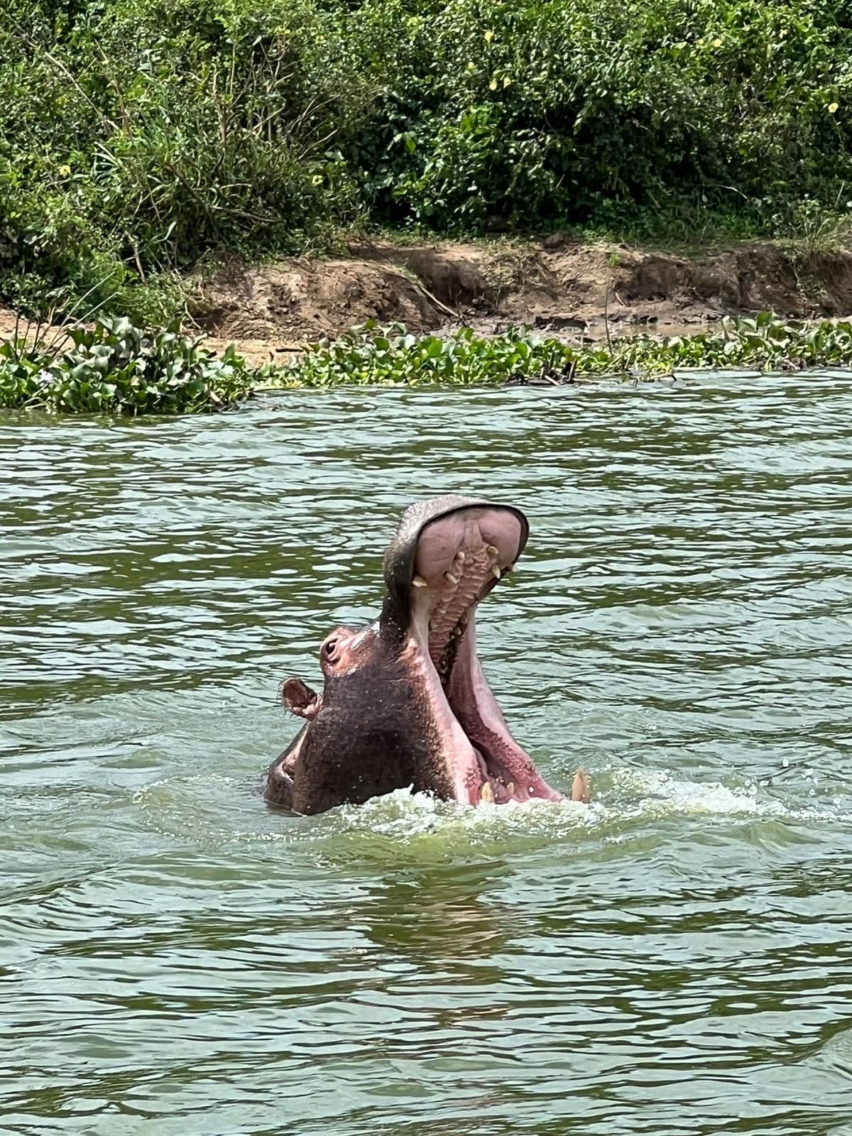 Hippopotamus surfacing with its mouth wide open in a river during a boat trip in Uganda.