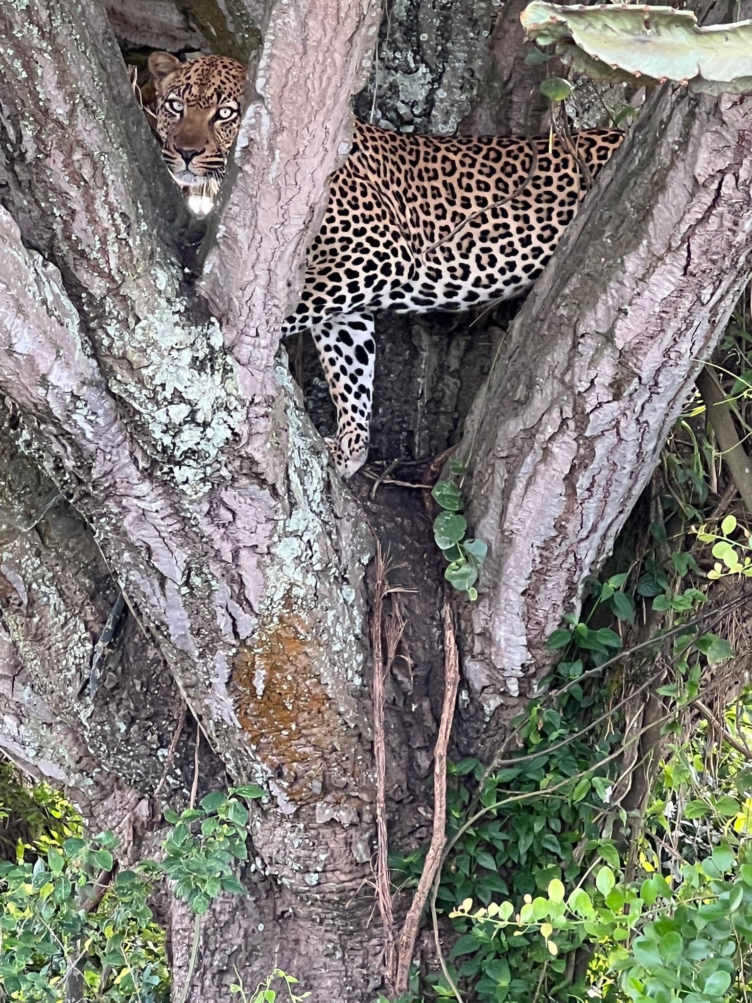 Leopard perched in a tree peering between trunks during a safari in Uganda.