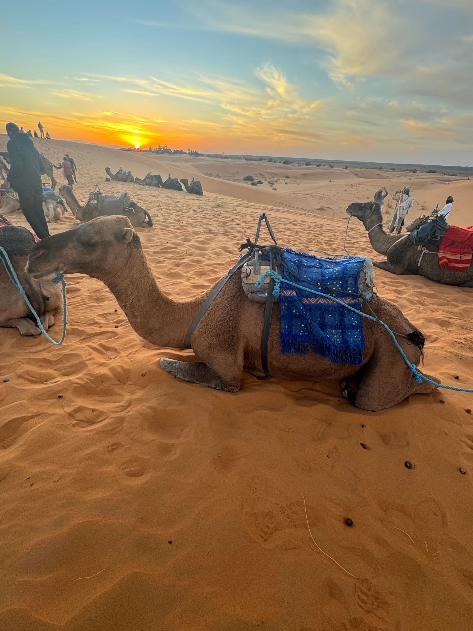 A saddled camel resting on orange sand with the sun setting over the Sahara Desert, Morocco and people on nearby dunes.