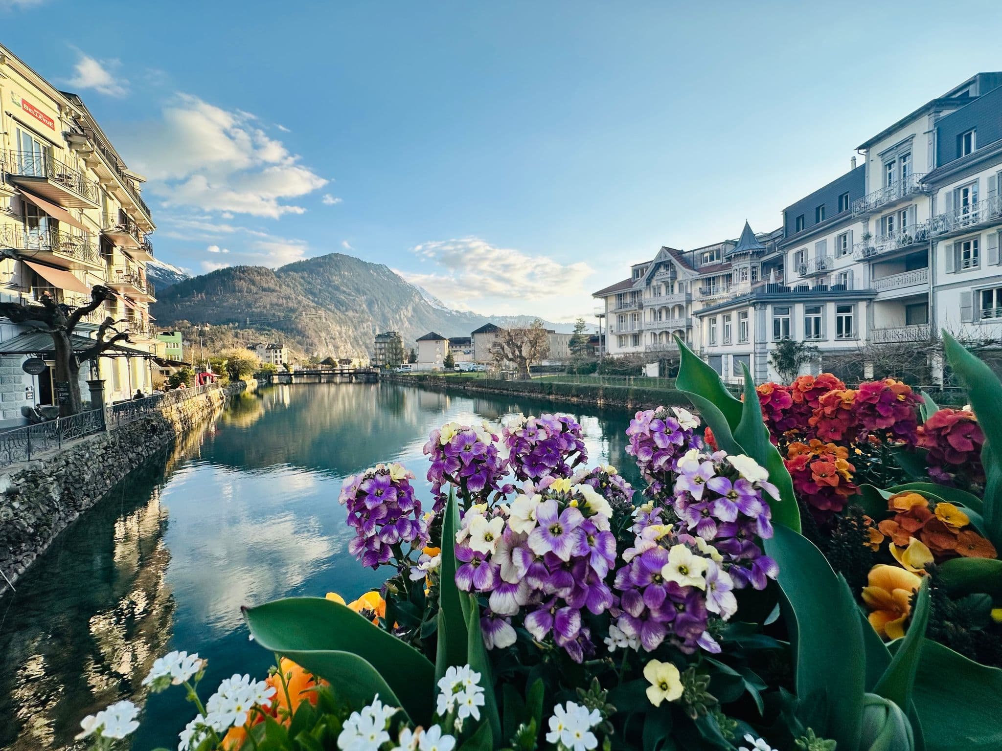Flower planter with purple and white blooms overlooking the Lausanne lakeside on Lake Geneva with the Alps in Switzerland.