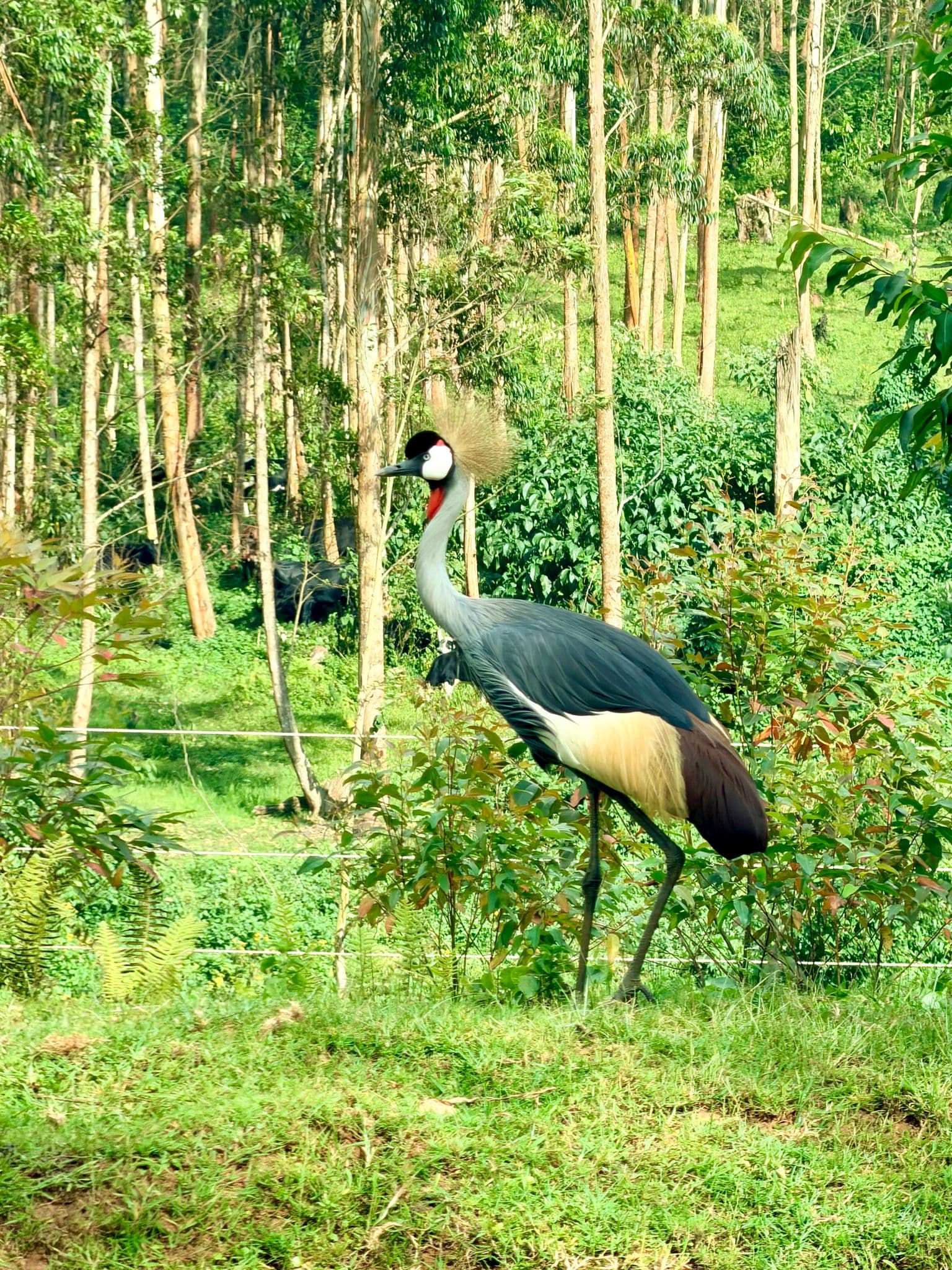 Grey crowned crane standing on grass with eucalyptus trees behind it, photographed on a trip in Uganda.