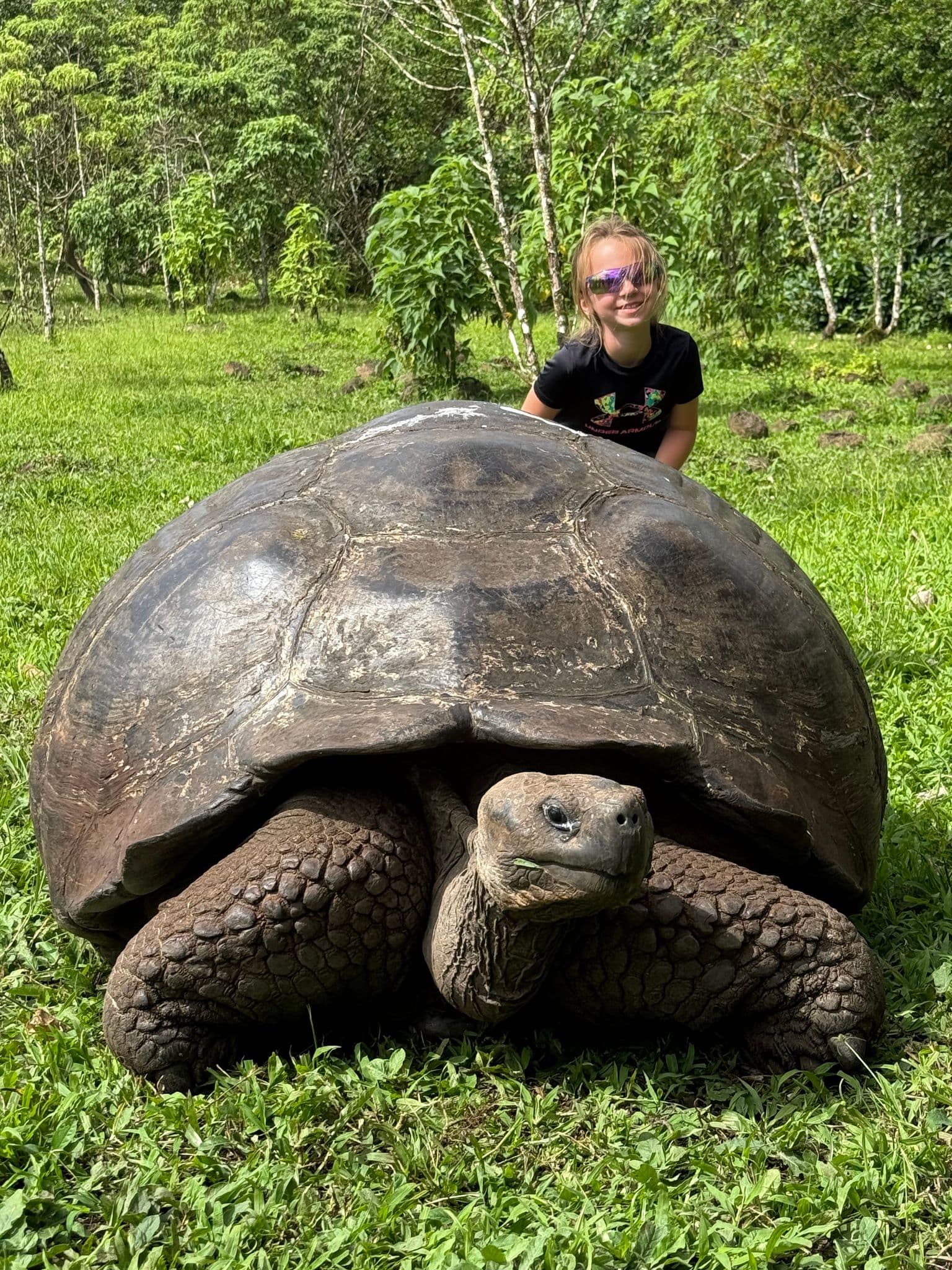 Giant Galapagos tortoise resting on grass with a person crouching behind in the Galapagos Islands, Ecuador.