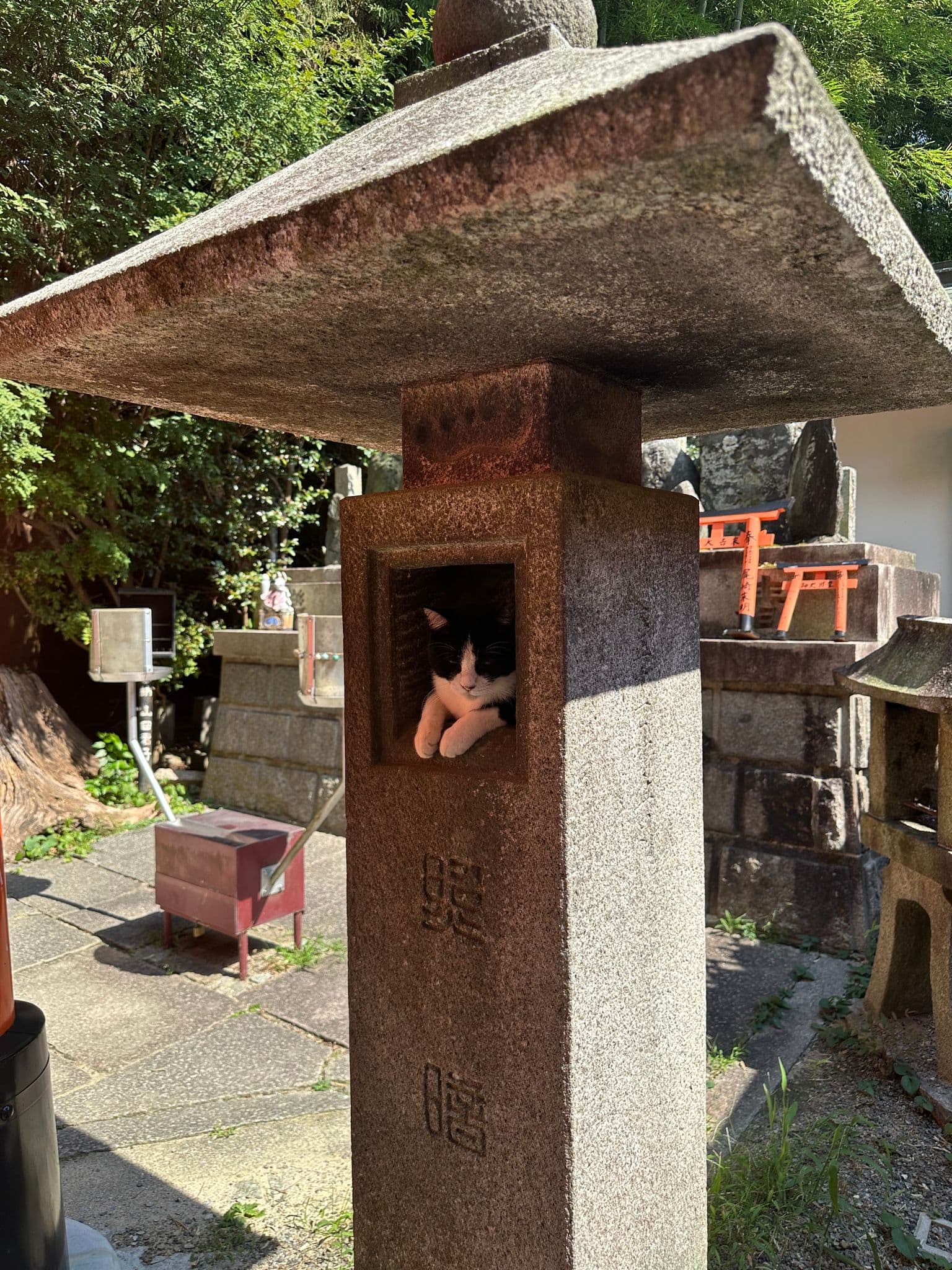 Stone lantern with a black-and-white cat resting inside at a small Shinto shrine in Japan.