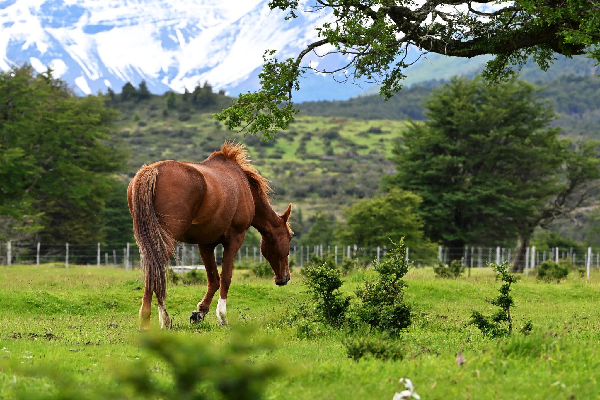 A chestnut horse grazing in a grassy field at Estancia Perales, Chilean Patagonia, Chile, with snow-capped mountains in the background.