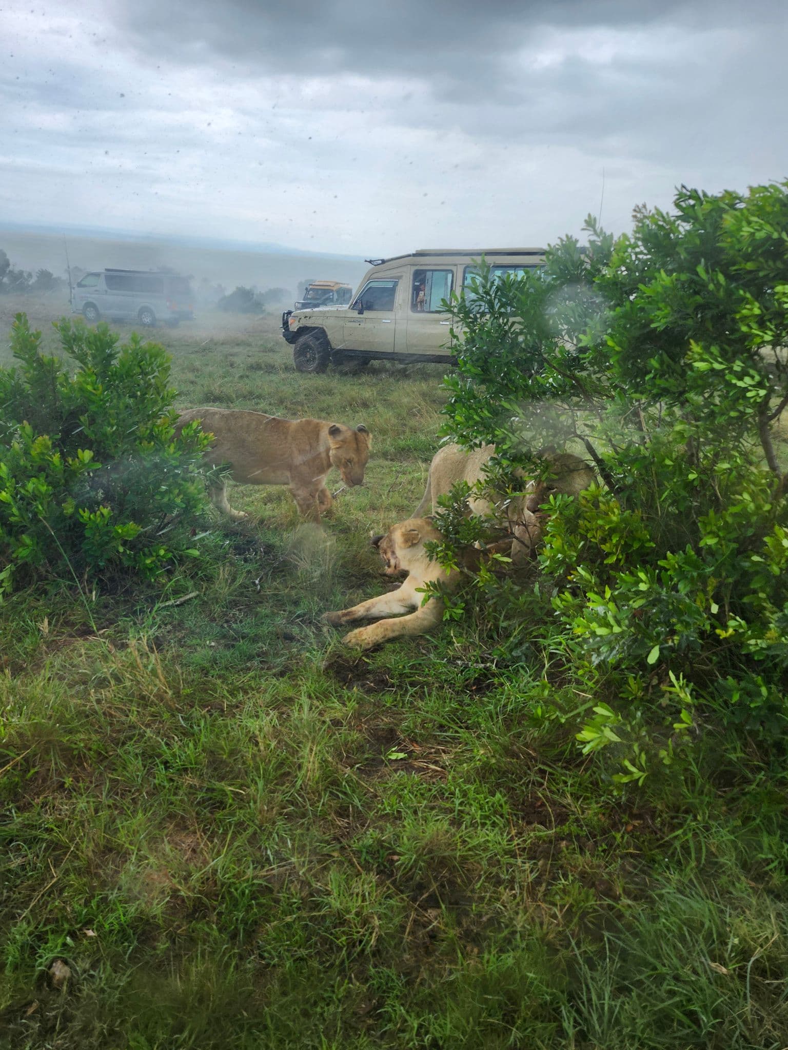 Three lions near safari vehicles on a grassy savanna, seen from inside a tour vehicle during a trip.