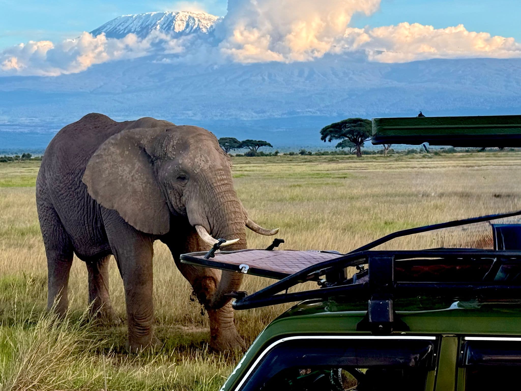 Mount Kilimanjaro rising behind an elephant beside a safari vehicle on the Amboseli grasslands, Kenya.