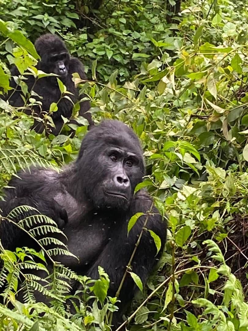 Mountain gorillas resting in dense foliage in Bwindi Impenetrable Forest, Uganda.