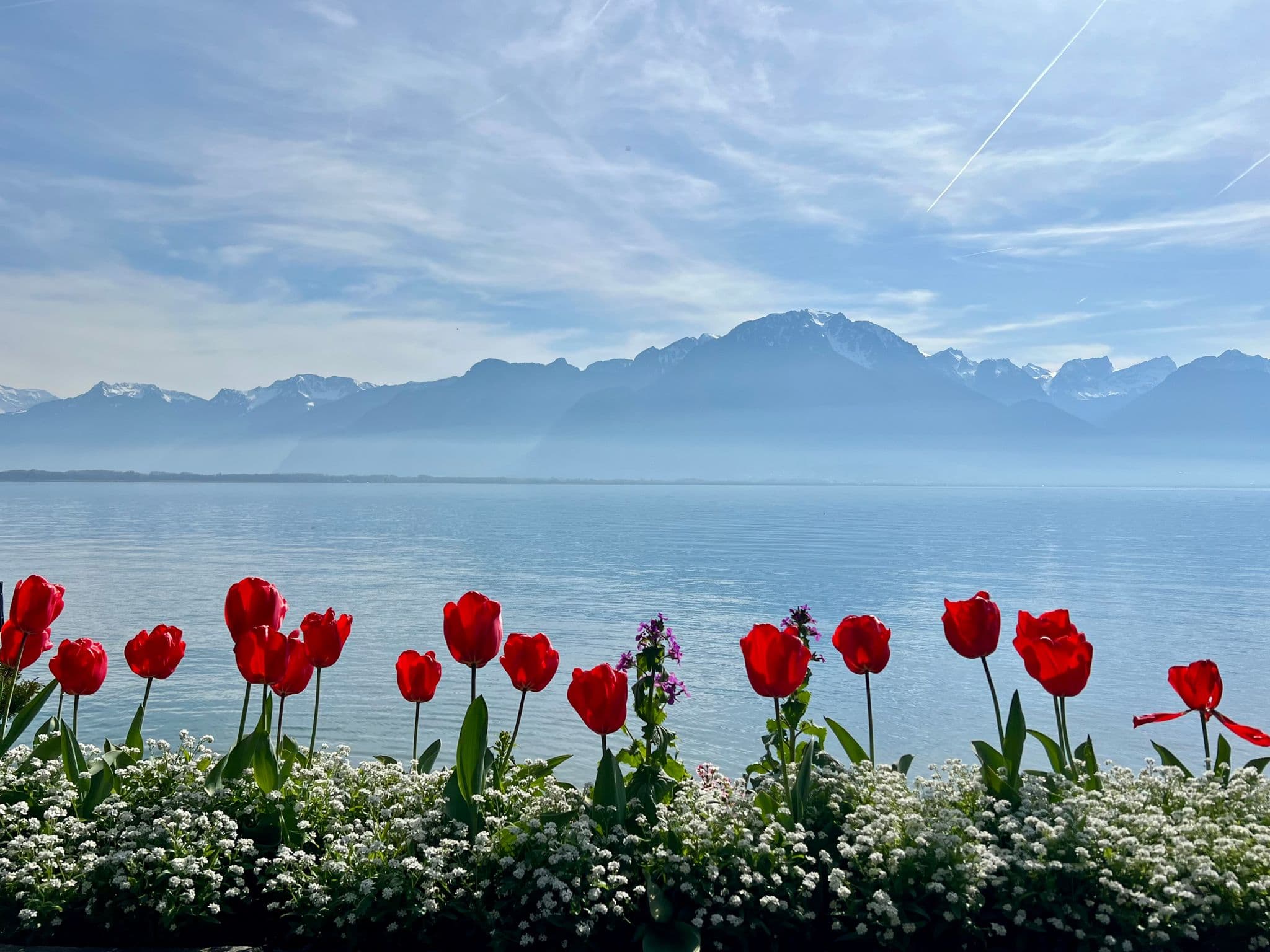 Red tulips along the Montreux promenade overlooking Lake Geneva (Lac Léman) with snow-capped Alps in Switzerland.
