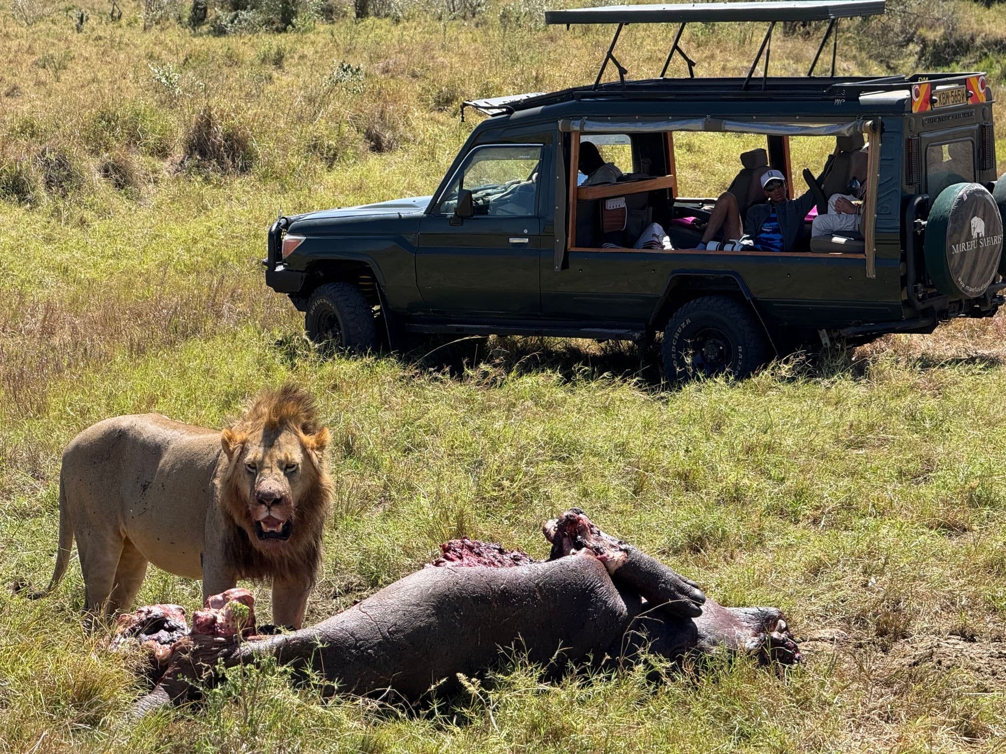 Lion standing beside a large carcass with an open safari vehicle and tourists in the background at Masai Mara National Reserve, Kenya.