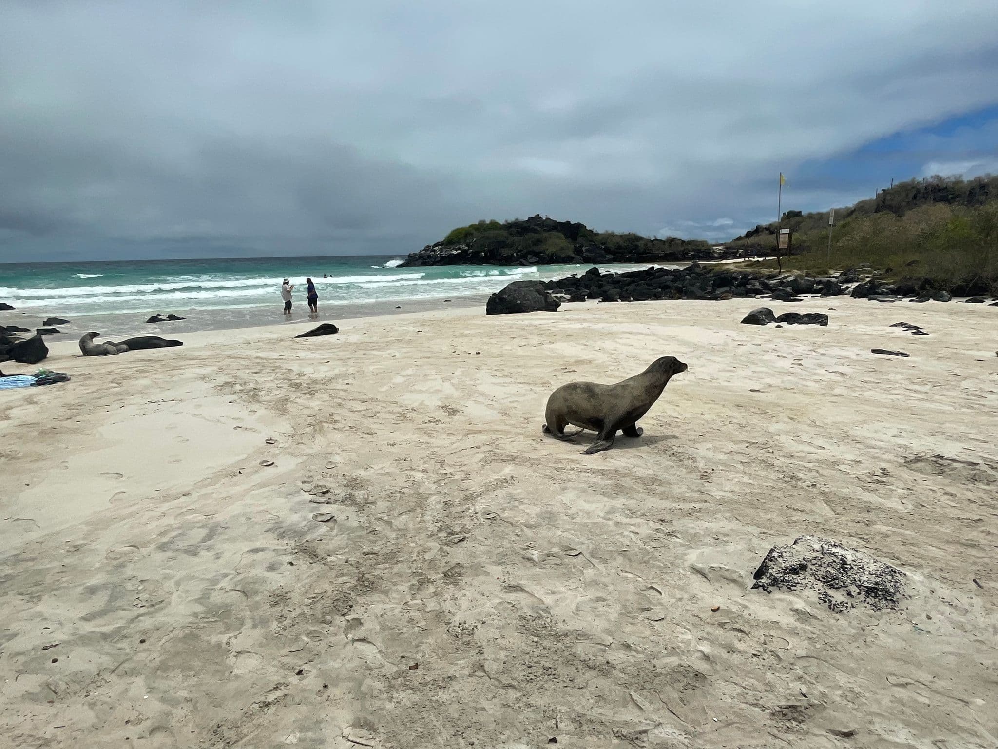 A sea lion on a sandy beach with two people standing near the water at Galapagos Islands, Ecuador.