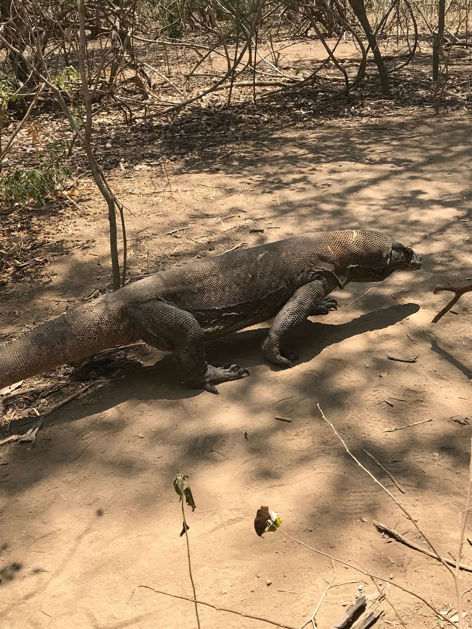 Komodo dragon walking on a dusty trail at Komodo National Park, Indonesia.