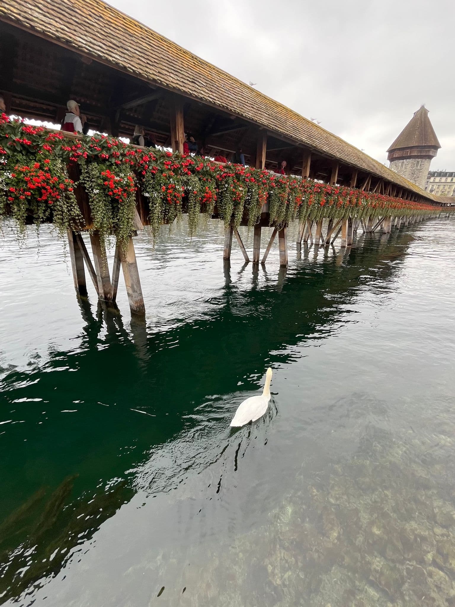 Chapel Bridge in Lucerne with red flower boxes and a swan swimming beneath on the lake, Switzerland.